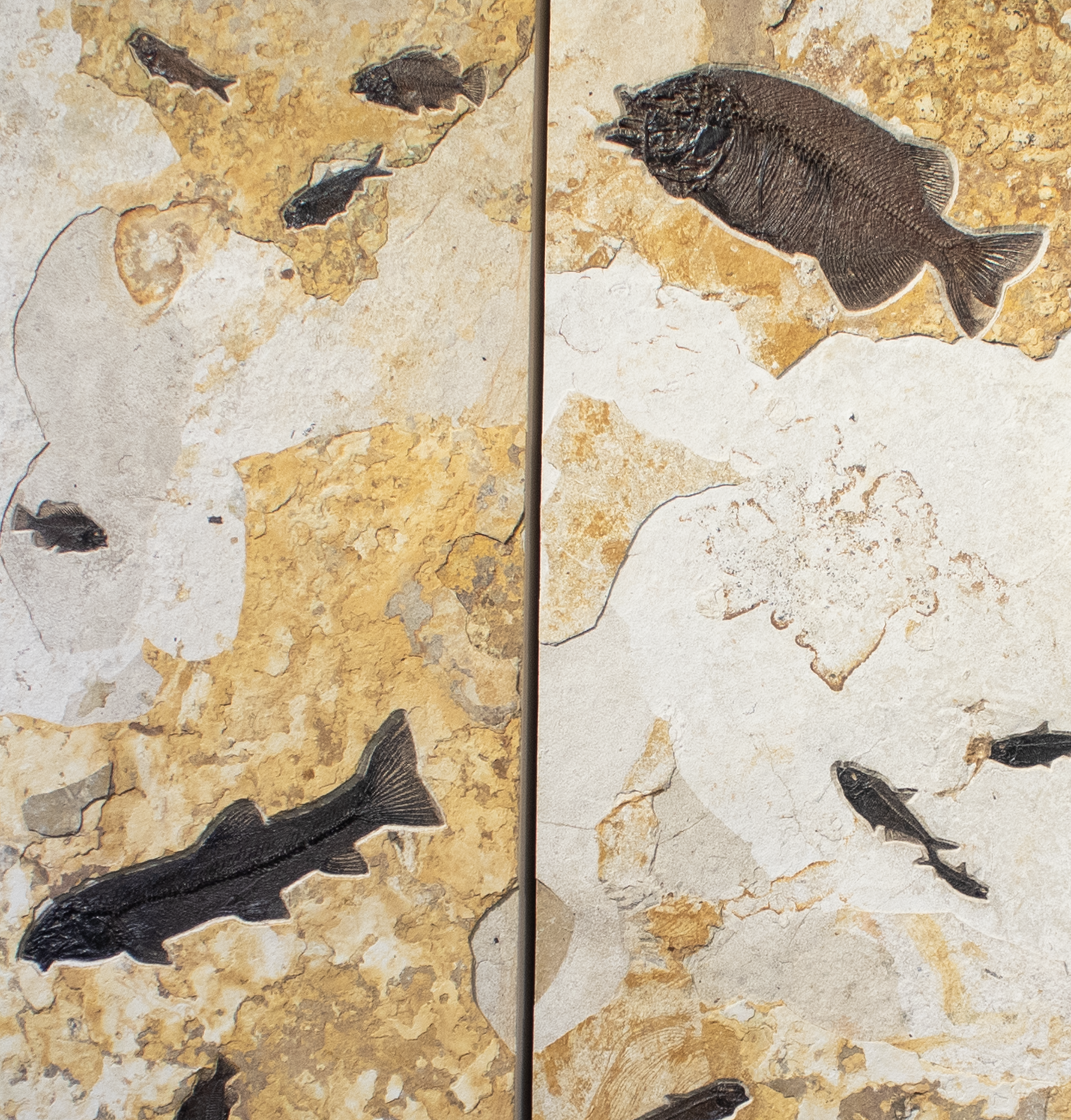 Transform your living space into a captivating museum of natural history with this Wyoming Fish Fossil Triptych Wall Panel Trio. This remarkable wall decor set features three stunning panels that showcase authentic fish fossils embedded within an ancient Ash Limestone Layer. Sourced directly from the renowned fossil beds of Wyoming, these panels capture the delicate beauty and intricate details of 20 prehistoric fish. The trio includes three complementary panels that together create a seamless and striking visual narrative. Perfect for creating a focal point in any room, whether displayed side by side or with a custom arrangement.The neutral tones of the ash limestone layer allow this artwork to seamlessly integrate into various interior styles, from rustic traditional to modern minimalism, enhancing any home decor. The fish featured include: Notogoneous, Diplomystus, Pricacara, Knightia, and Phareodus. Wyoming Fish Fossil Triptych Wall Panel Trio within the Ash Limestone Layer