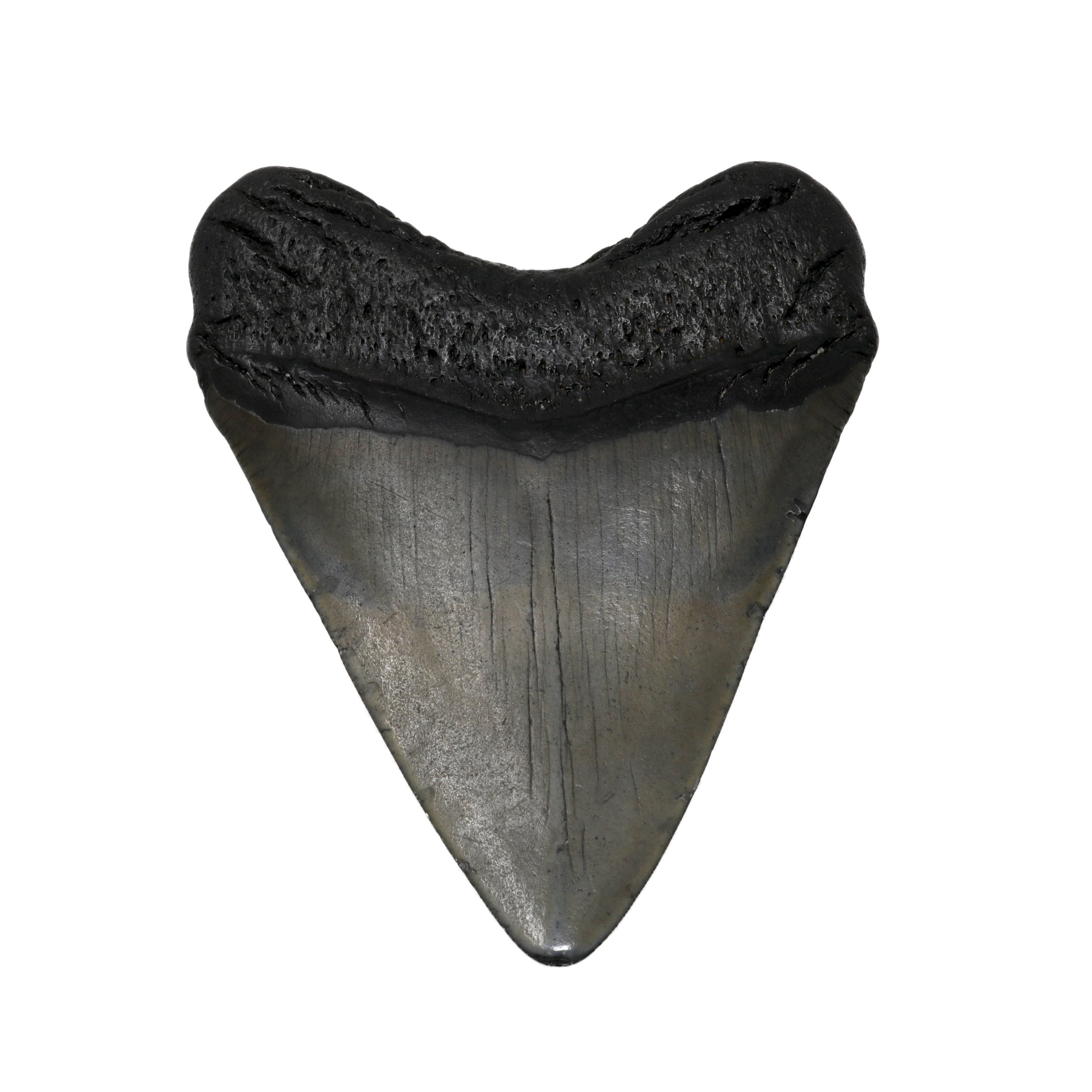 Megalodon Shark Tooth A+ (Medium) from South Carolina