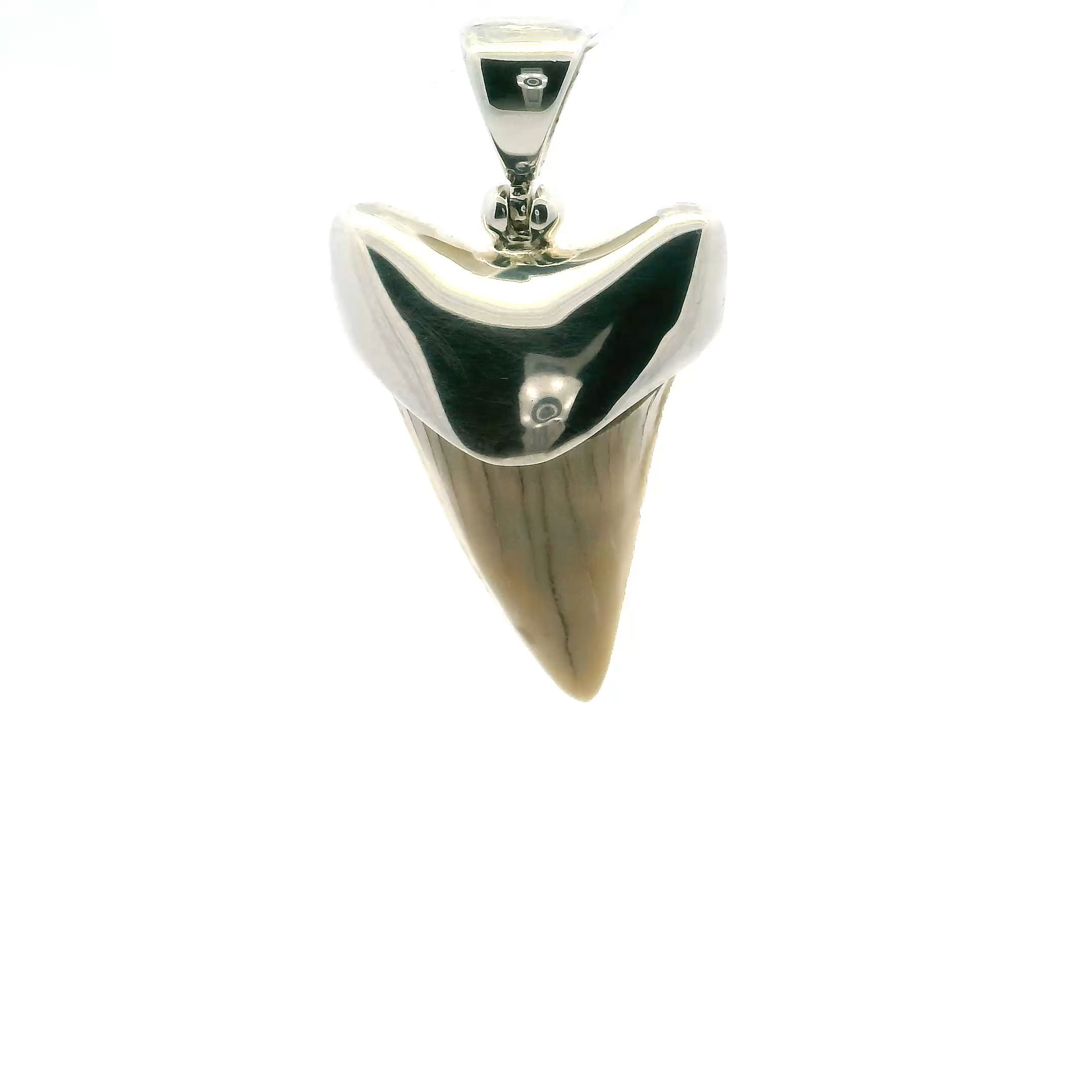 Discover the harmony of ancient wonder and modern elegance with our Fossilized Shark Tooth Pendant, featuring a genuine tan fossilized tooth set in a clean, lantern-style 925 sterling silver frame. This striking piece isn’t just jewelry—it’s a fragment of Earth’s prehistoric past, transformed into wearable art.Each fossilized tooth is carefully selected for its natural shape, earthy tan tones, and unique character, making every pendant one of a kind. The sleek sterling silver setting highlights the tooth’s raw beauty with understated sophistication, offering a minimalist yet bold design that feels timeless and contemporary all at once.Meticulously handcrafted by skilled artisans, this pendant is polished to a brilliant shine, offering durability, detail, and lasting quality. Its versatile design makes it perfect for both everyday wear and special occasions—elevating casual looks or adding an organic edge to more refined outfits.Whether you’re an ocean lover, a history enthusiast, or simply drawn to distinctive jewelry, this pendant offers a meaningful connection to the natural world. Beautifully packaged and ready for gifting, it’s a thoughtful choice for birthdays, anniversaries, or personal milestones.Wear a piece of the past with pride. With this Fossilized Shark Tooth Pendant, you’re not just wearing jewelry—you’re carrying a legacy of the ancient seas close to your heart. Fossilized Shark Tooth Pendant - Tan Tooth Lantern Set in Simple 925 Sterling Silver