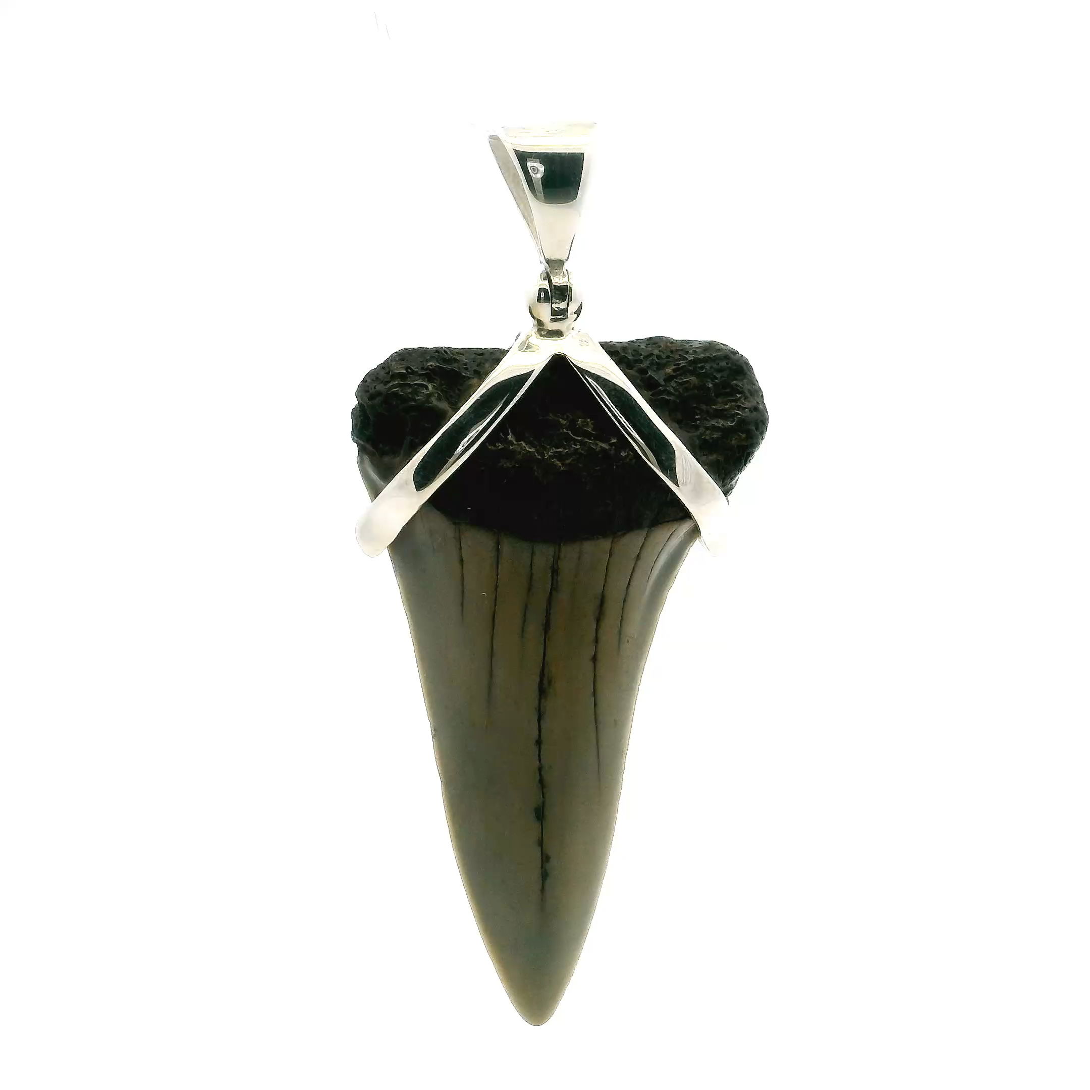 Discover the perfect balance of raw natural beauty and refined craftsmanship with our Fossilized Shark Tooth Pendant. Featuring a genuine tan fossilized shark tooth accented by a striking black gum contrast, this pendant captures the mystique of the ocean’s past in a sleek, contemporary design.Encased in 925 sterling silver and finished with a smooth, polished strap, the pendant offers both comfort and durability—ideal for everyday wear or as a standout piece for special occasions. Its earthy tones and bold silhouette make it a versatile accessory that pairs effortlessly with both casual and elevated looks.Designed for women who appreciate meaningful, one-of-a-kind jewelry, this pendant isn’t just an accessory—it’s a symbol of strength, history, and personal style. Whether given as a gift or chosen for yourself, it brings the spirit of the ancient seas into the present with grace and sophistication.Celebrate your connection to the natural world with a piece that’s as distinctive as it is timeless. Fossilized Shark Tooth Pendant - Tan Tooth with Black Gum Set with Smooth Strap in 925 Sterling Silver