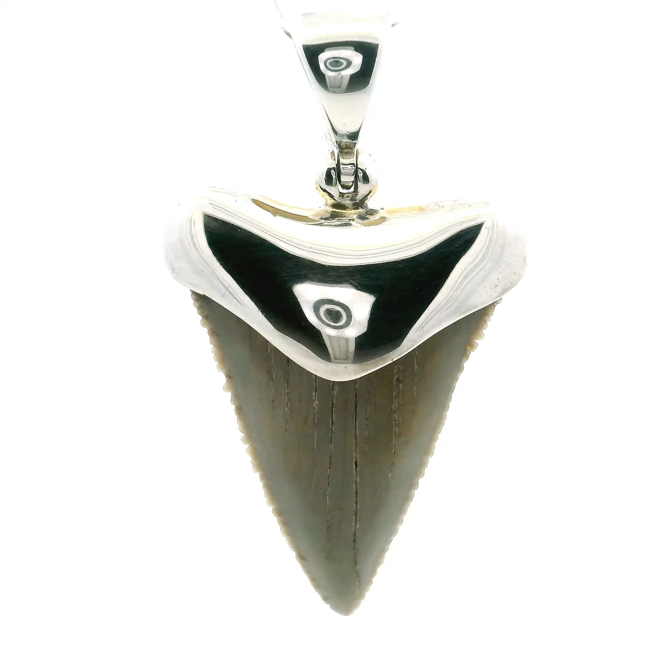 Fossilized Shark Tooth Pendant - Tan Tooth Lantern Set in Simple 925 Sterling Silver