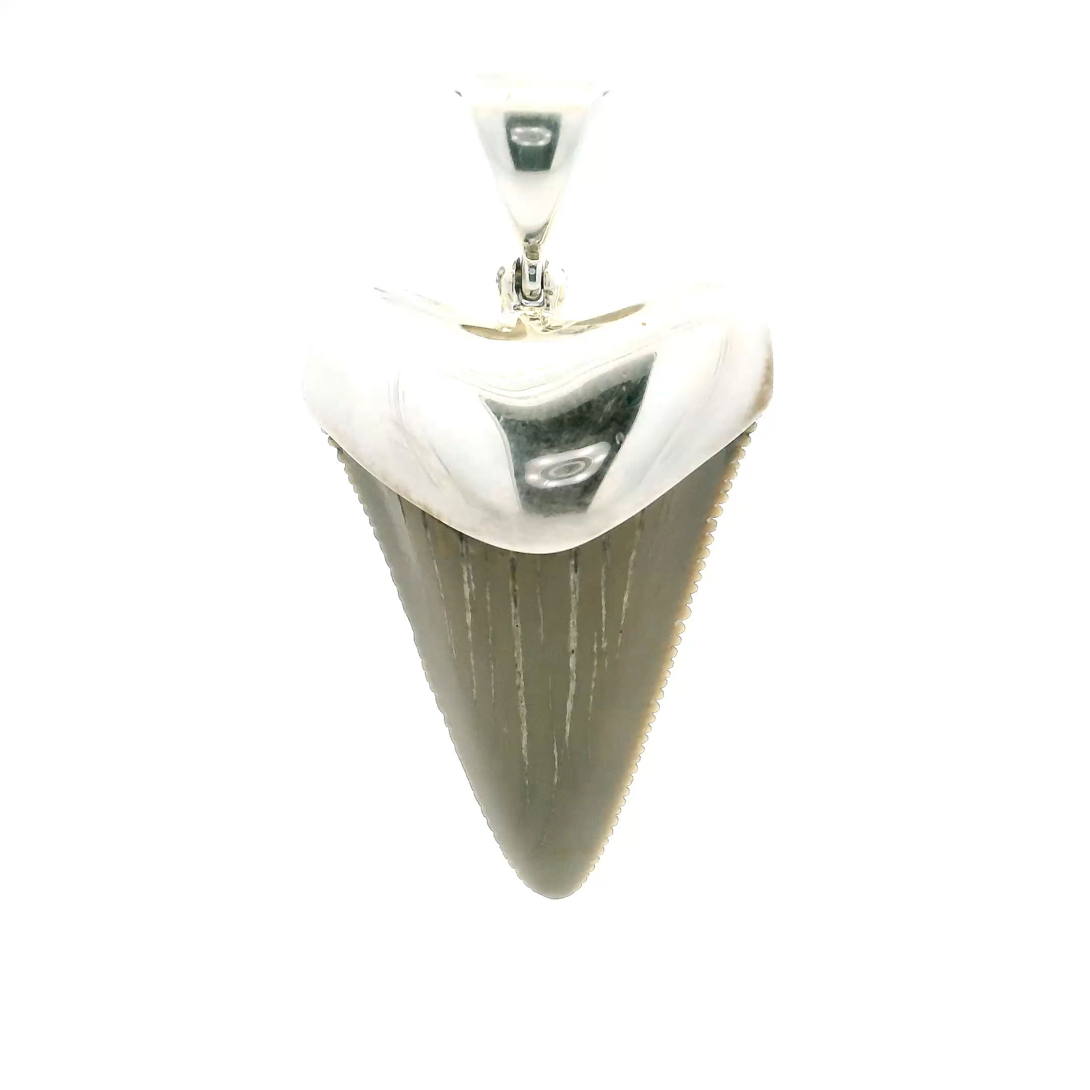 Fossilized Shark Tooth Pendant - Tan Tooth Lantern Set in Simple 925 Sterling Silver