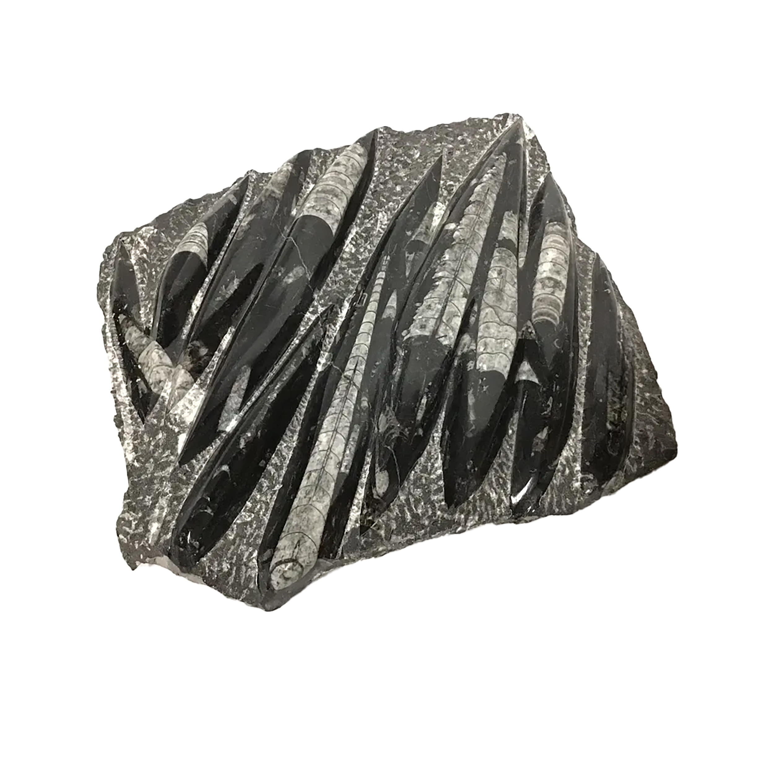 The Orthoceras Fossil Plaque from Morocco offers a window into Earth’s Paleozoic past, featuring ancient cephalopods whose tapered, chambered shells have been elegantly preserved in polished limestone. Each plaque showcases a natural arrangement of Orthoceras fossils, their linear forms and black-and-white contrasts etched into stone over hundreds of millions of years. The result is a striking piece of organic geometry, as decorative as it is historical.Sourced from Morocco’s renowned fossil beds, this plaque brings prehistoric life into the modern world, perfect for display on a shelf, desk, or wall. Ideal for fossil collectors, educators, or anyone drawn to the beauty of deep time, it serves as both a natural history artifact and a bold visual accent. Orthoceras Fossil Plaque from Morocco with Lucite Easel