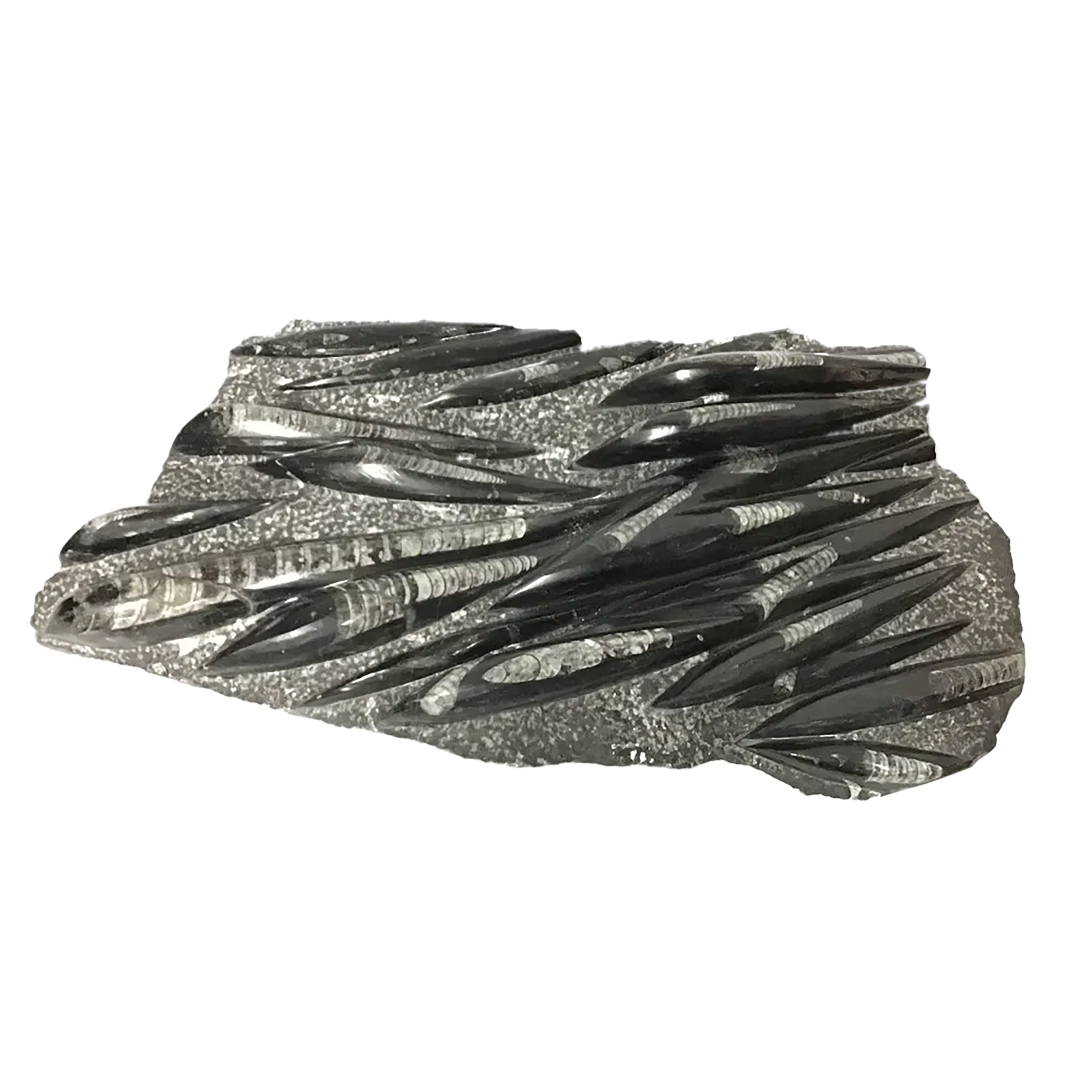 The Orthoceras Fossil Plaque from Morocco offers a window into Earth’s Paleozoic past, featuring ancient cephalopods whose tapered, chambered shells have been elegantly preserved in polished limestone. Each plaque showcases a natural arrangement of Orthoceras fossils, their linear forms and black-and-white contrasts etched into stone over hundreds of millions of years. The result is a striking piece of organic geometry, as decorative as it is historical.Sourced from Morocco’s renowned fossil beds, this plaque brings prehistoric life into the modern world, perfect for display on a shelf, desk, or wall. Ideal for fossil collectors, educators, or anyone drawn to the beauty of deep time, it serves as both a natural history artifact and a bold visual accent. Orthoceras Fossil Plaque from Morocco with Lucite Easel