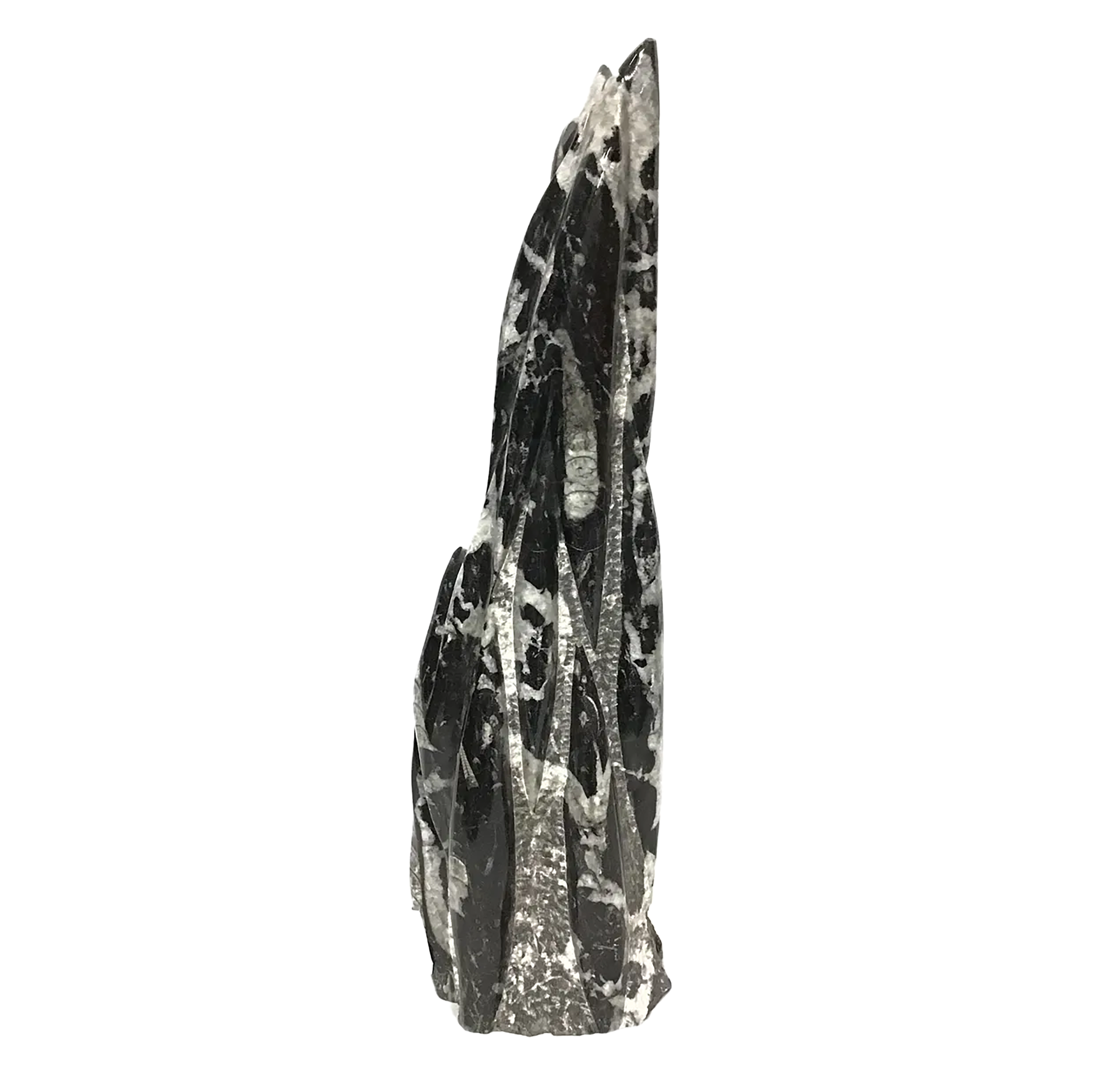 The Orthoceras Fossil Sculpture from Morocco captures the ancient elegance of a 400-million-year-old cephalopod, its tapered, chambered form preserved in polished stone. Carved from fossil-rich matrix, each piece highlights the distinctive linear patterns of Orthoceras shells—marine creatures that once drifted through the Devonian seas. The subtle contrast between fossil and matrix reveals nature’s own artistry, transforming prehistoric remains into a sculptural statement.Ethically sourced and meticulously shaped, this fossil sculpture adds depth and intrigue to any setting. Whether placed in a study, classroom, or display cabinet, it speaks to both science and design, appealing to collectors, educators, and lovers of the natural world alike. Orthoceras Fossil Sculpture from Morocco