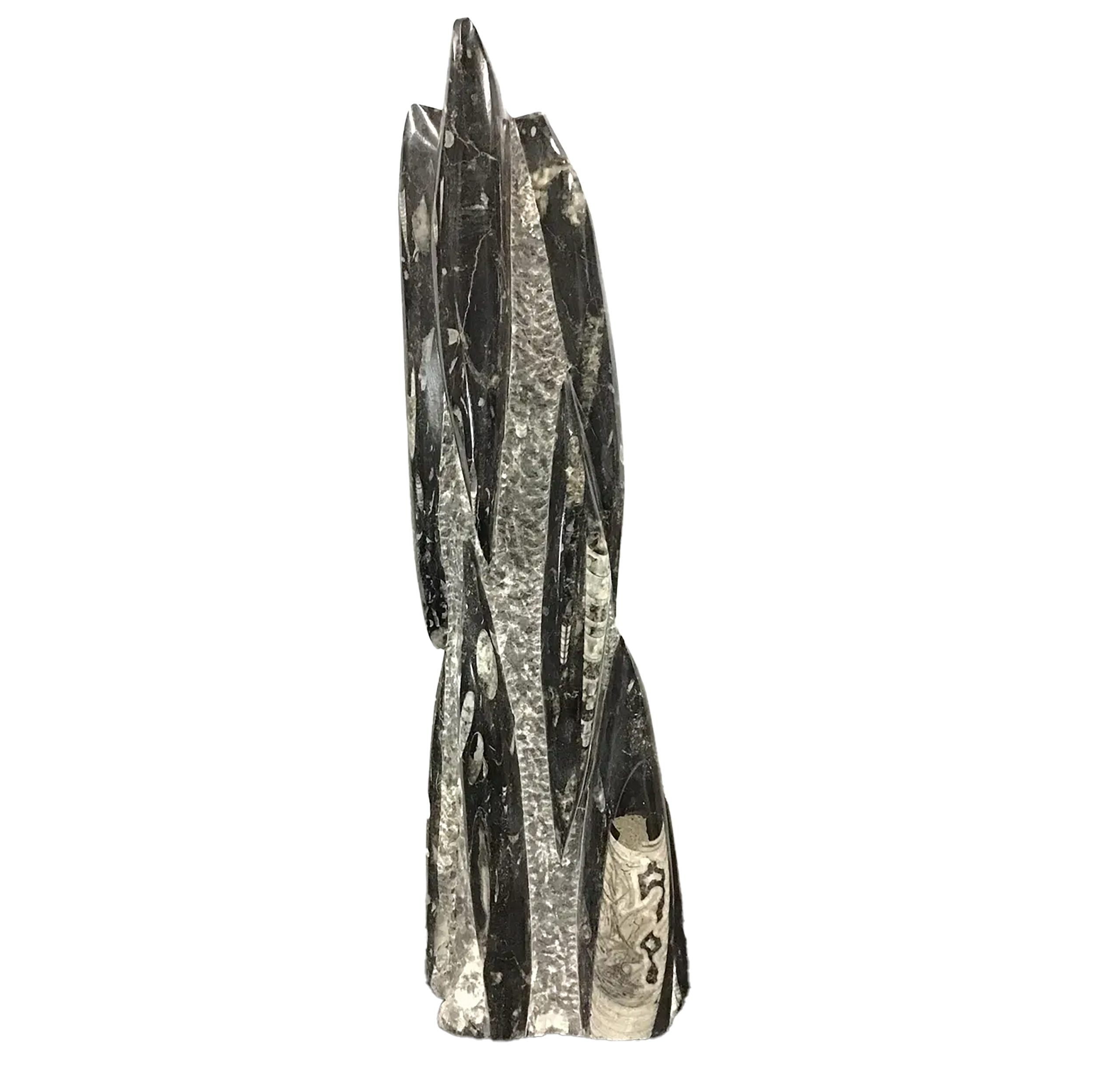 Orthoceras Fossil Sculpture from Morocco