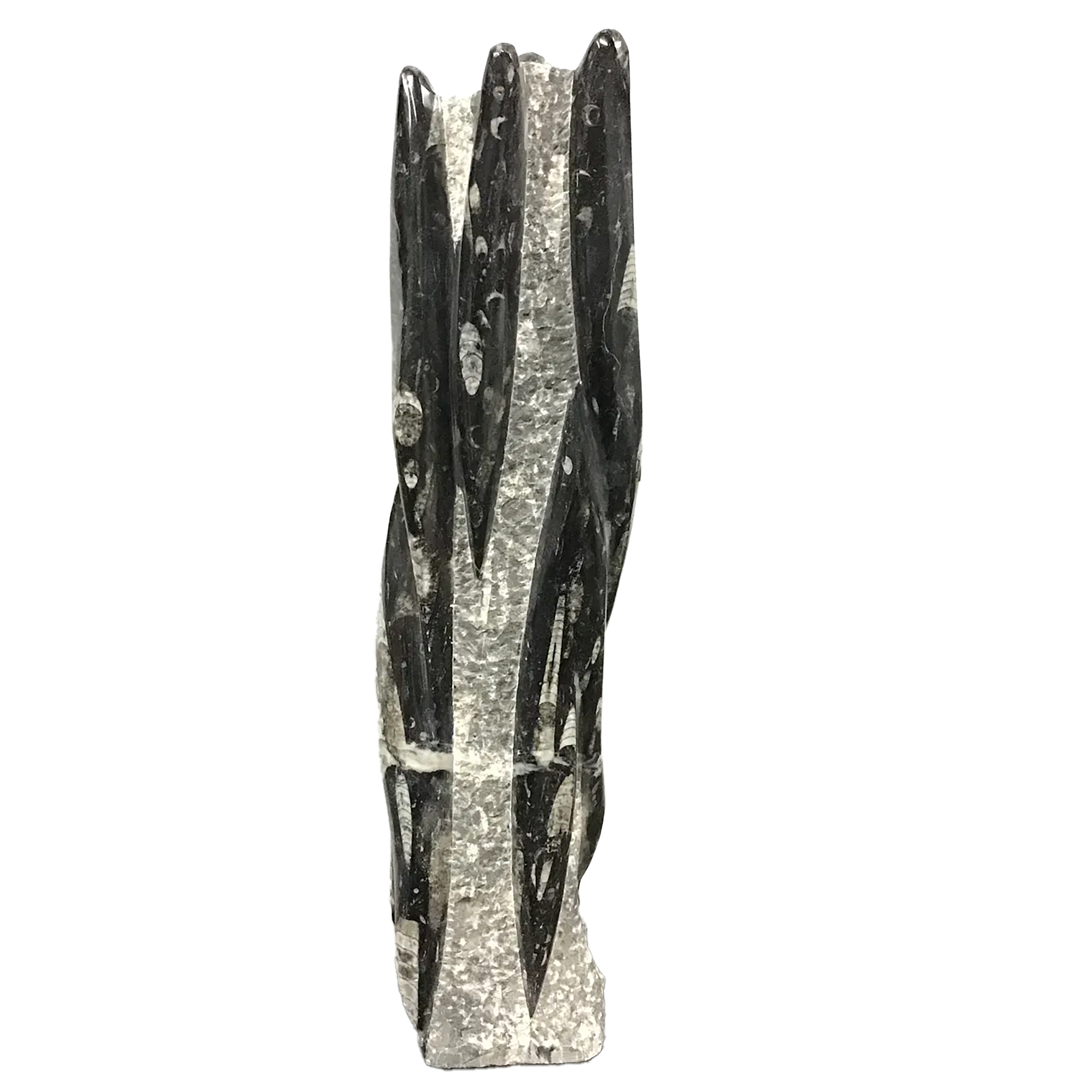 The Orthoceras Fossil Sculpture from Morocco captures the ancient elegance of a 400-million-year-old cephalopod, its tapered, chambered form preserved in polished stone. Carved from fossil-rich matrix, each piece highlights the distinctive linear patterns of Orthoceras shells—marine creatures that once drifted through the Devonian seas. The subtle contrast between fossil and matrix reveals nature’s own artistry, transforming prehistoric remains into a sculptural statement.Ethically sourced and meticulously shaped, this fossil sculpture adds depth and intrigue to any setting. Whether placed in a study, classroom, or display cabinet, it speaks to both science and design, appealing to collectors, educators, and lovers of the natural world alike. Orthoceras Fossil Sculpture from Morocco