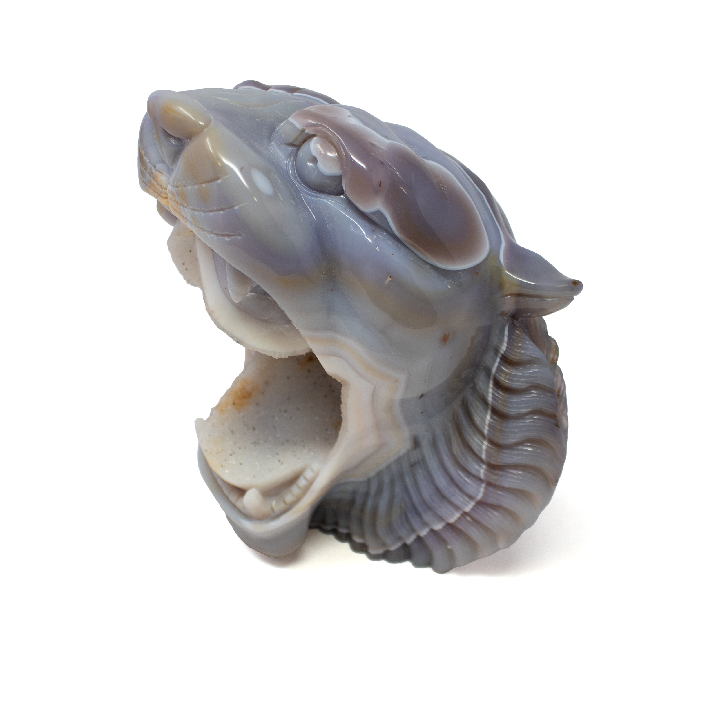 Carved from premium Brazilian agate and expertly sculpted in China, this A+ Agate Geode Tiger Head Sculpture captures the raw strength and spirit of the tiger in breathtaking detail. The open mouth design adds dynamic tension and presence, while crystalline geode formations inside the head shimmer with natural brilliance, ensuring each piece is entirely unique.Rich with dense banding and earthy tones, the stone’s organic patterns echo the wildness it represents. Intricate craftsmanship brings lifelike dimension to the tiger’s fierce expression, making it a powerful focal point for any room. Both a symbol of protection and a rare collectible, this sculpture blends fine artistry with elemental elegance—perfect for interiors that embrace nature’s bold beauty. A+ Agate Geode Tiger Head with Open Mouth with Dense Banding from Brazil - Carving from China