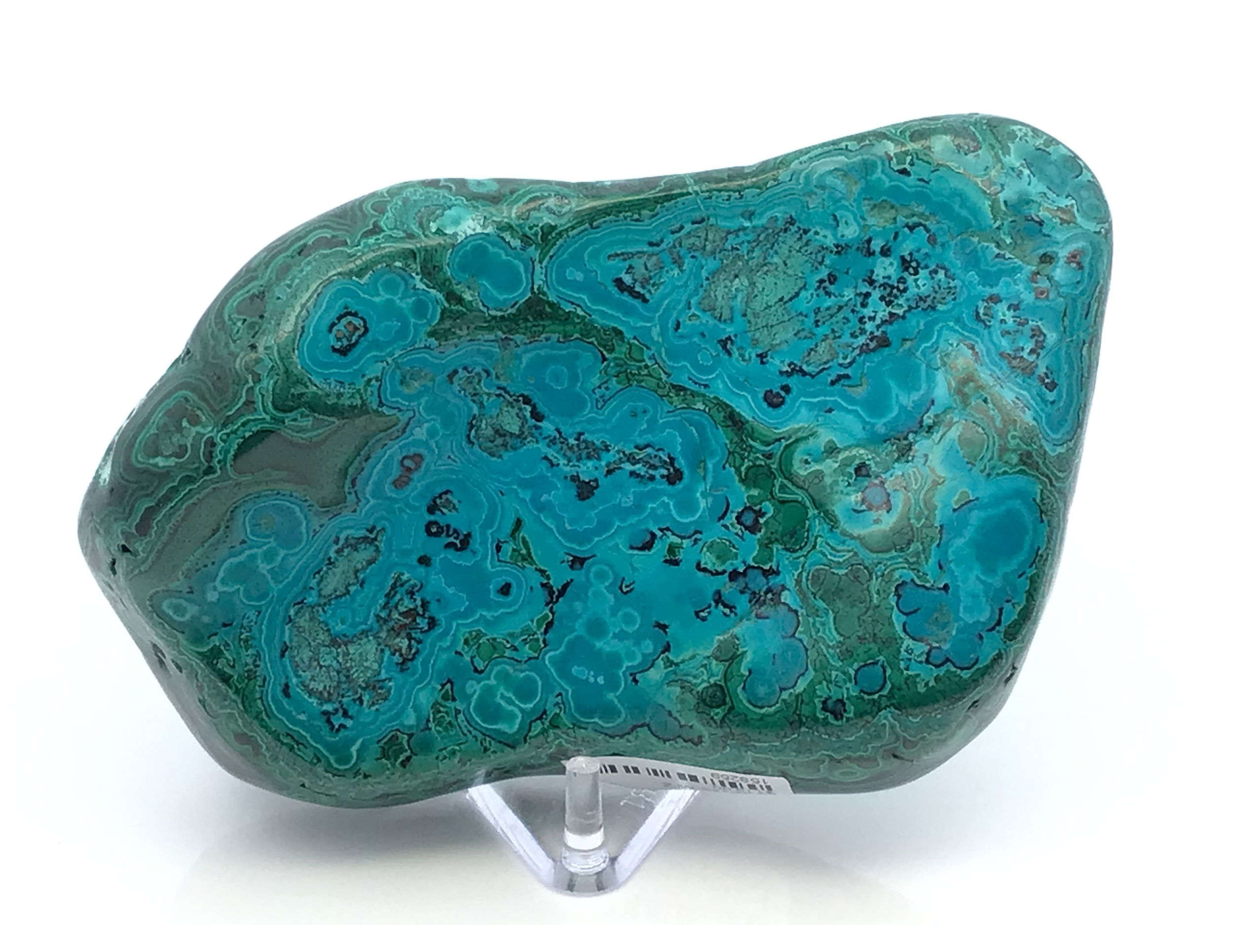 Experience the enchanting beauty of our Chrysocolla Malachite Polished Freeform from Congo, elegantly displayed on a premium Lucite stand. This striking specimen showcases a stunning duality: one side features intricate, dark green “floral” patterns of malachite, while the other is adorned with vibrant, bright blue chrysocolla—making it a captivating centerpiece for any collection. Expertly tumbled and polished to a radiant sheen, this all-natural crystal is perfect for collectors, crystal healers, or anyone seeking a touch of nature’s artistry.Each piece is unique, highlighting the harmonious swirl of colors and mineral textures that make chrysocolla malachite truly special. Ideal for display in your home, office, or sacred space, this crystal brings a sense of tranquility and natural beauty wherever it is placed. Chrysocolla Malachite Polished Freeform from Congo with Lucite Stand - Dark Green Flowers & Bright Blue Color on Opposite Side