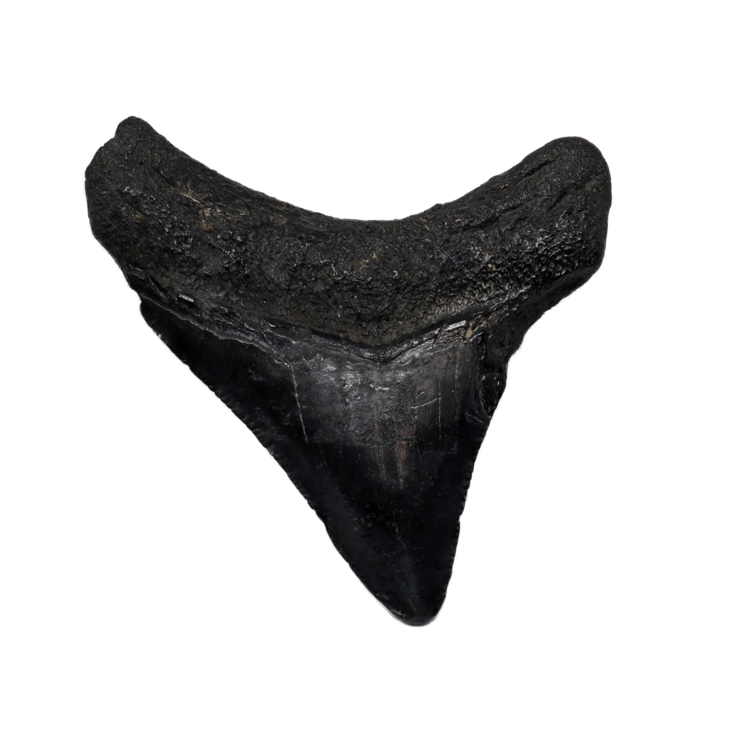 Megalodon Shark Tooth - Medium from South Carolina
