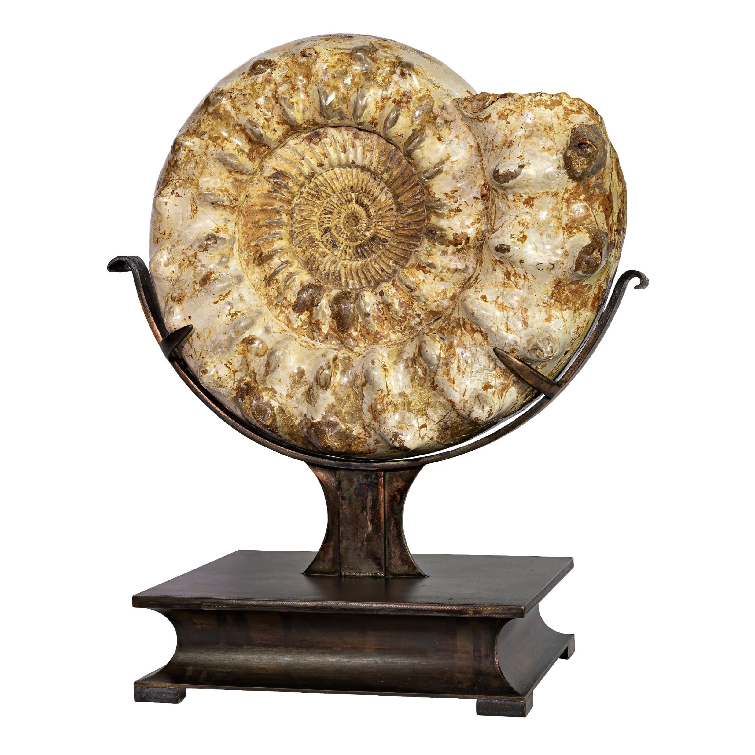 Large Whole Ammonite -White with Horns On Custom Stand