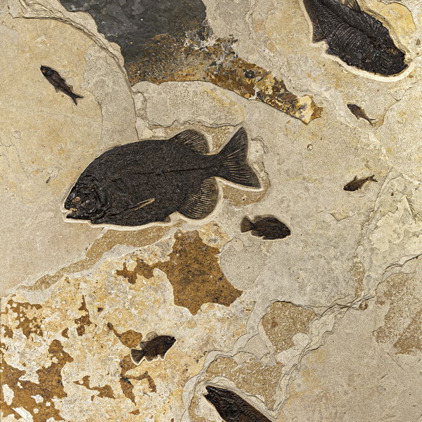 Closeup photo of Wyoming Fish Wall Panel 80" X 48"