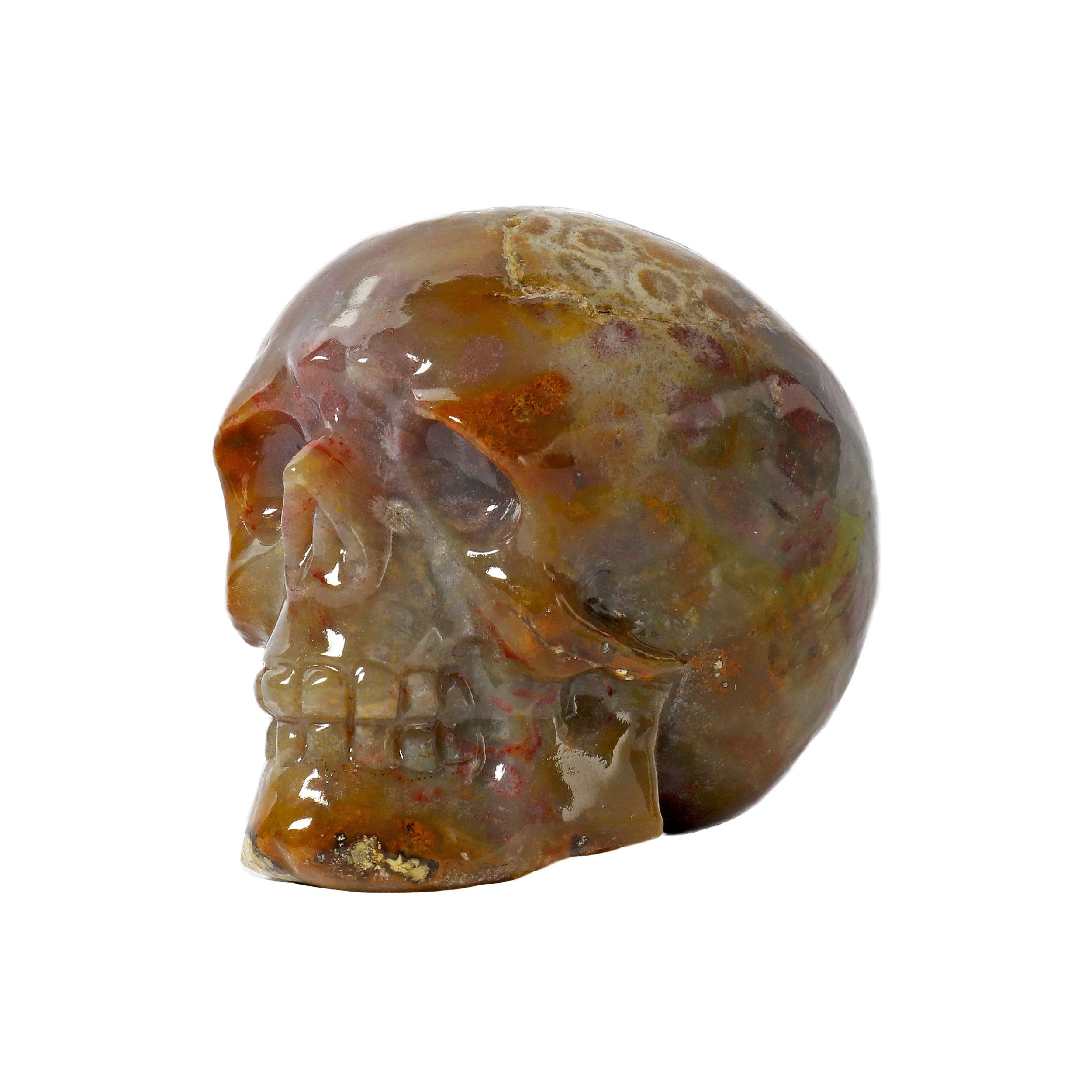 Fossilized Coral Skull Small