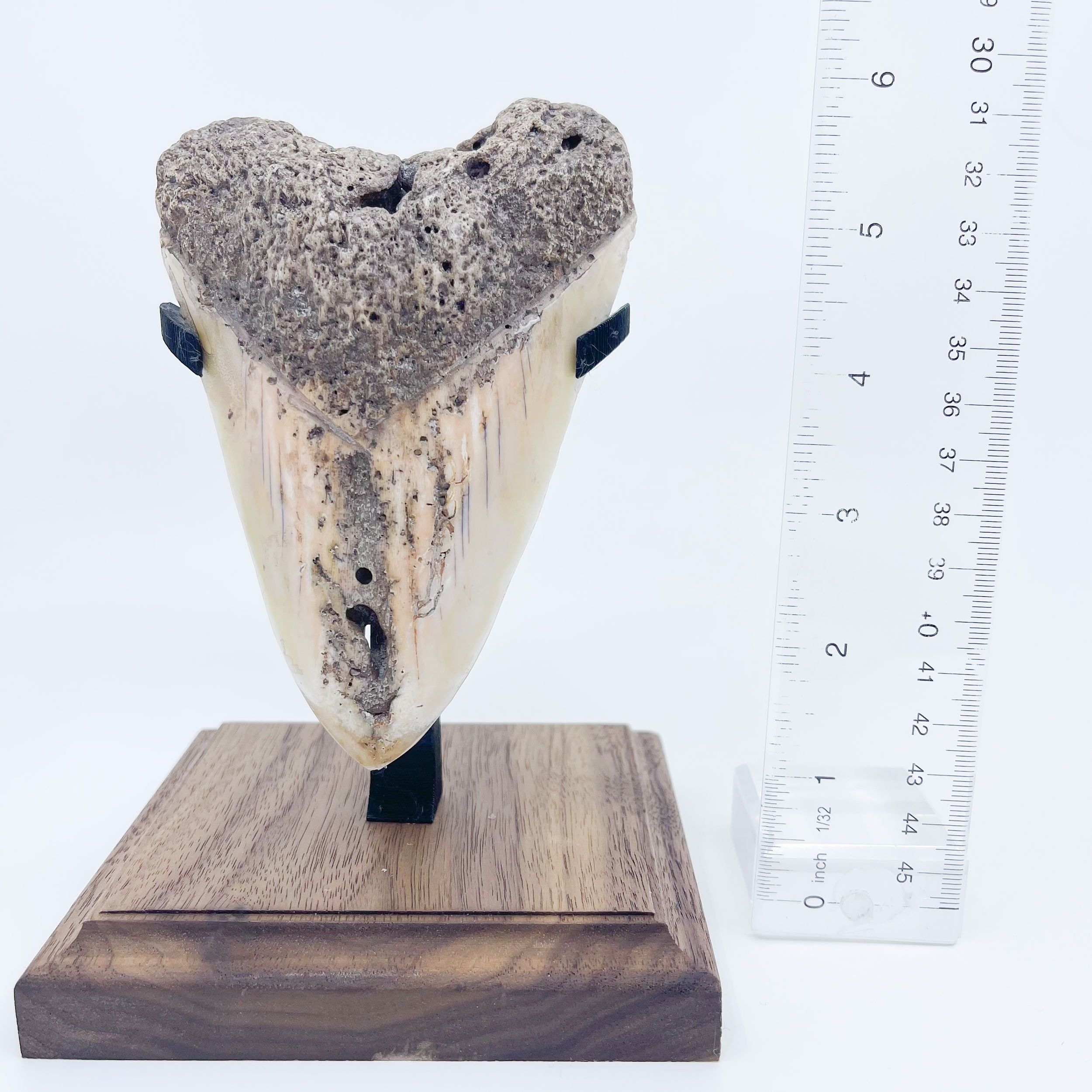 South Pacific Megalodon Tooth