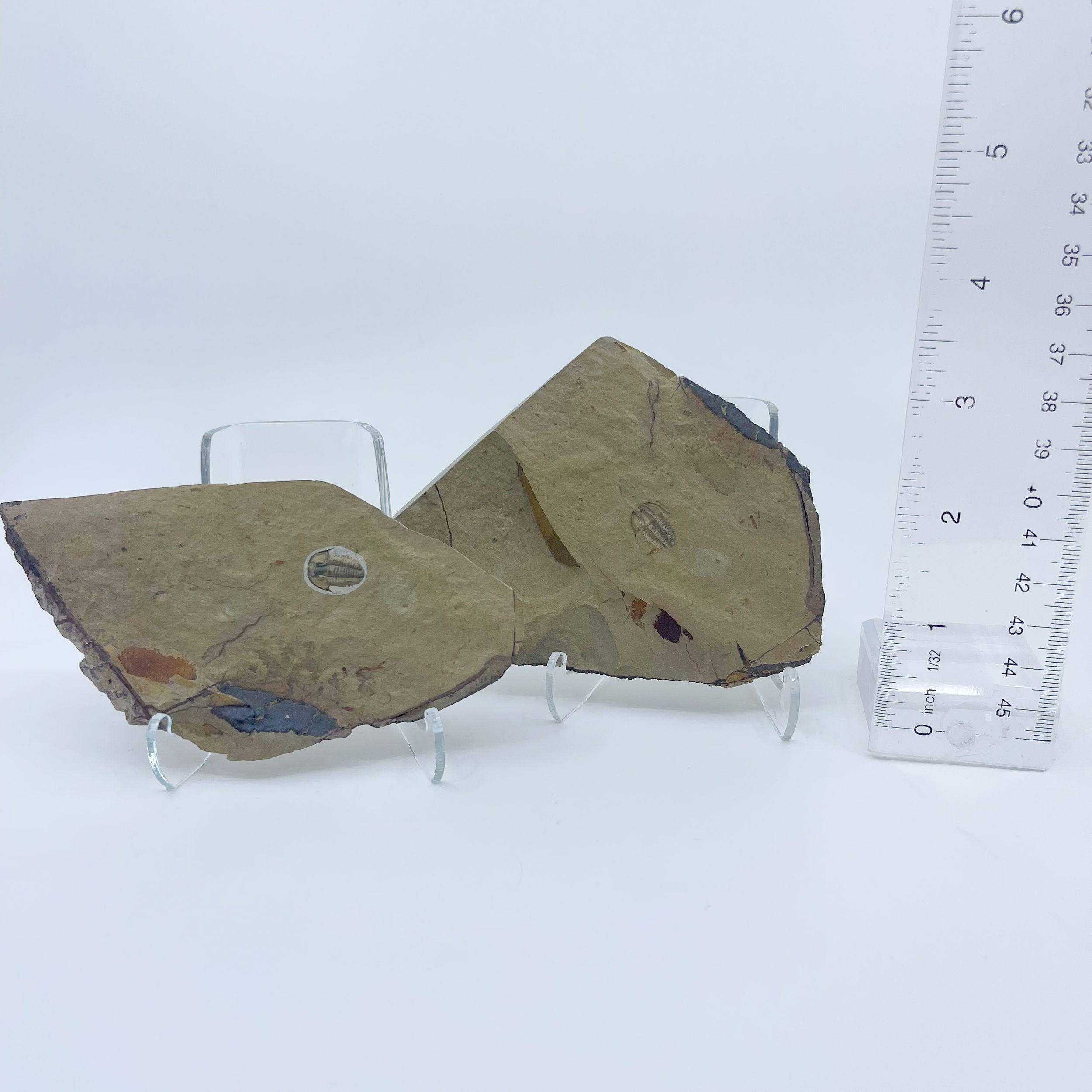 Trilobite Pair from Nevada