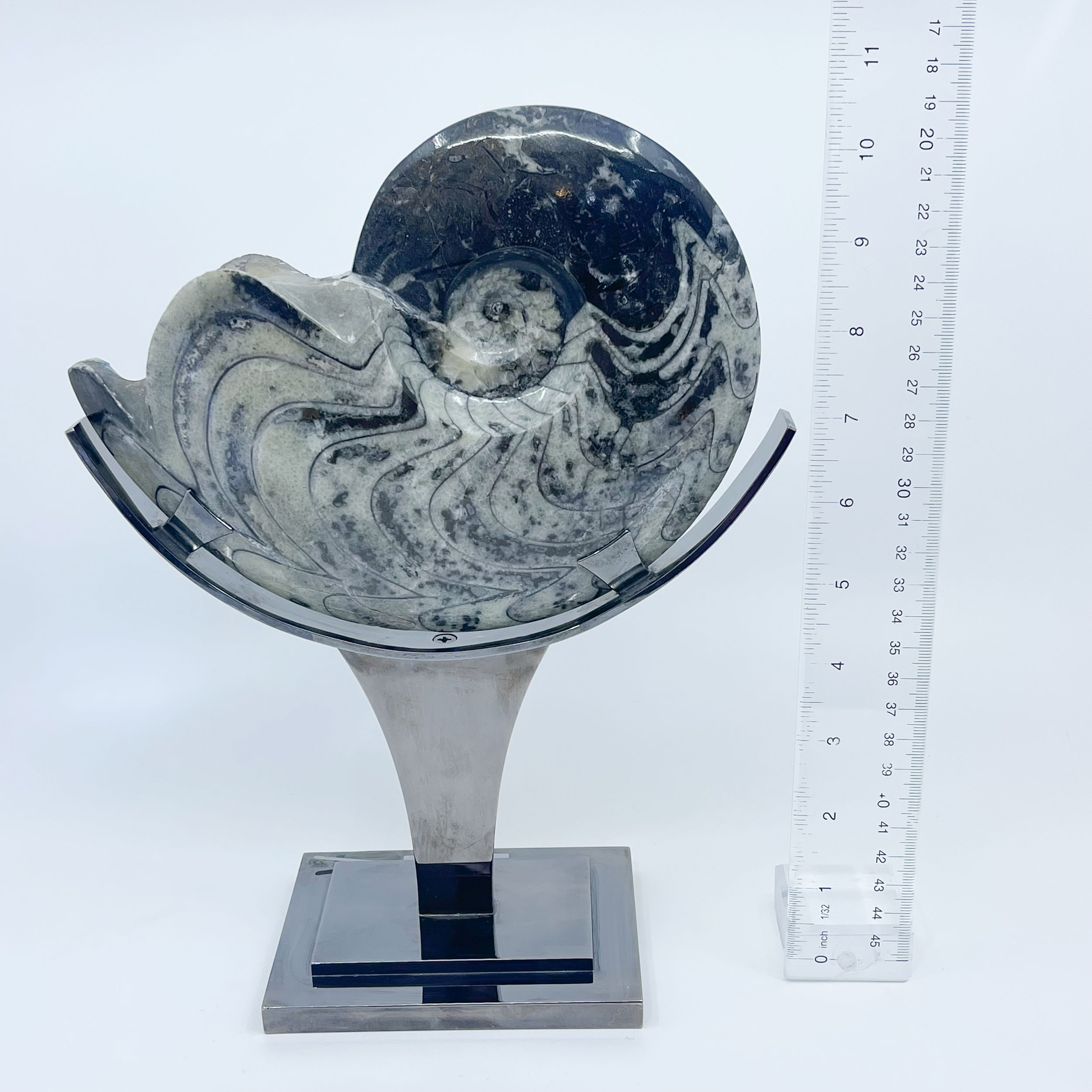 Ammonite on Metal Stand