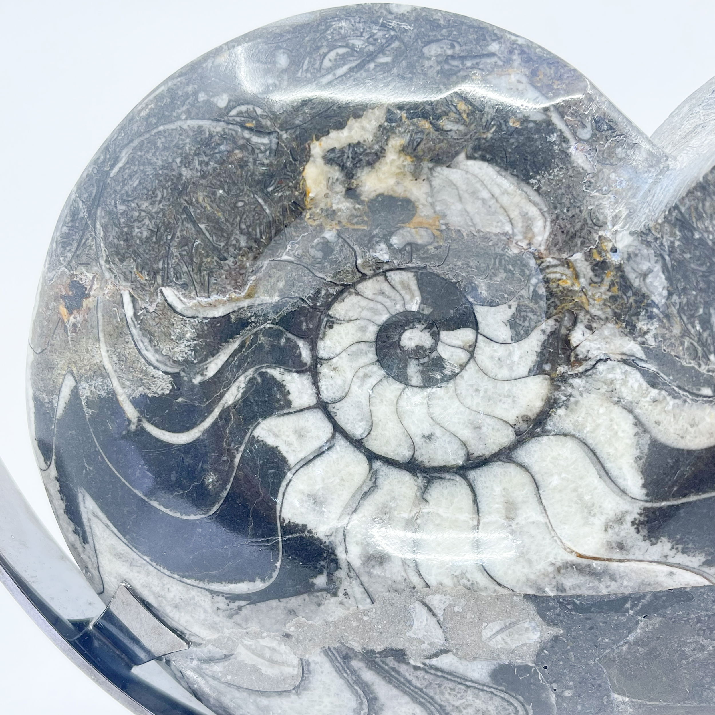 Ammonite