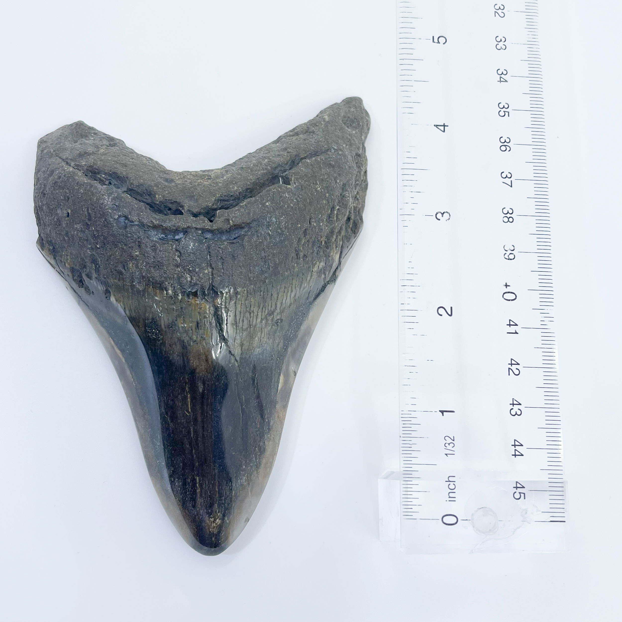 Megalodon tooth