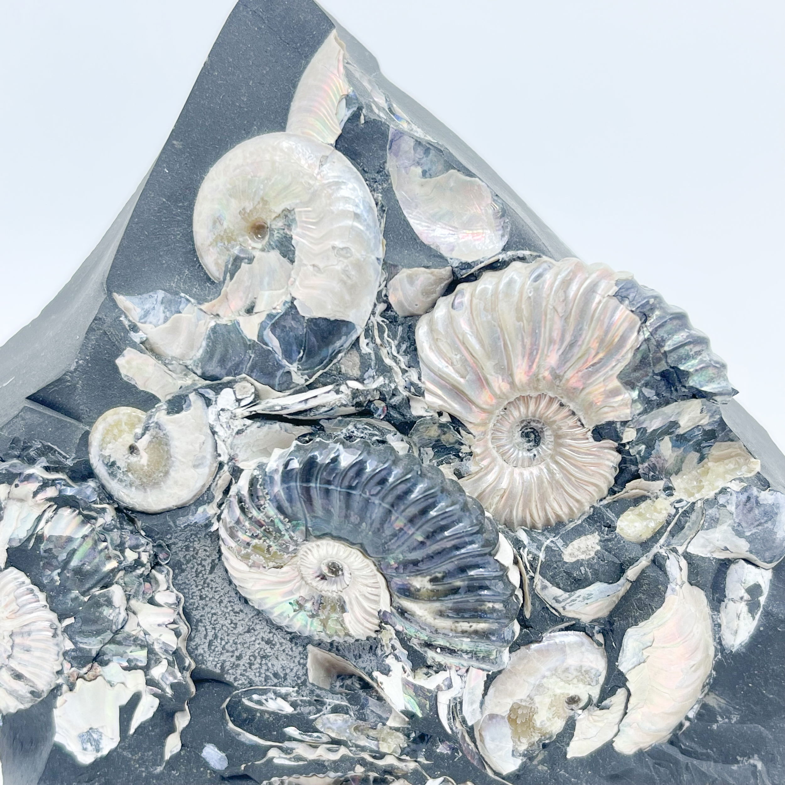 Russian Ammonite Cluster