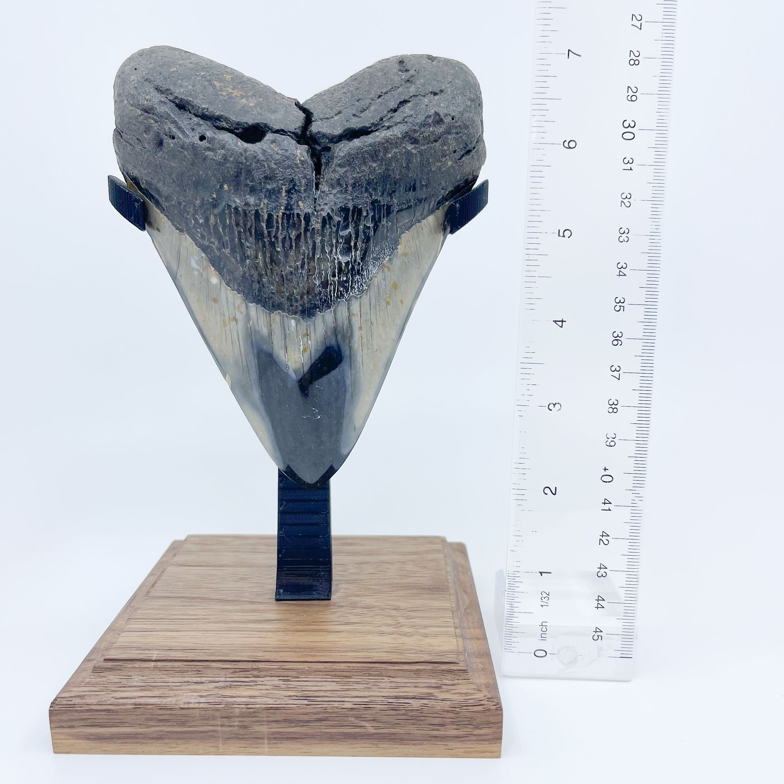 Megalodon Tooth