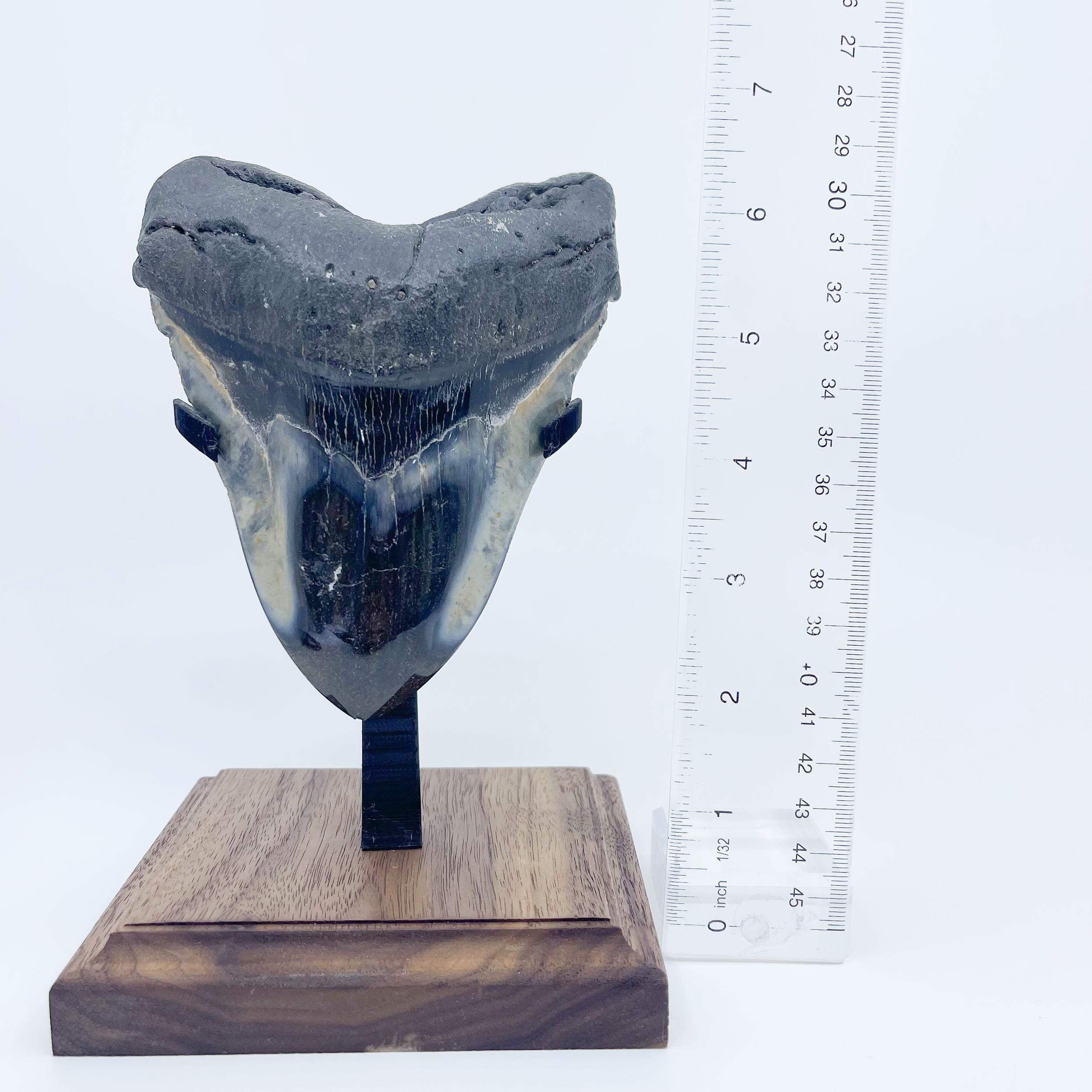 Megalodon tooth 4.5"