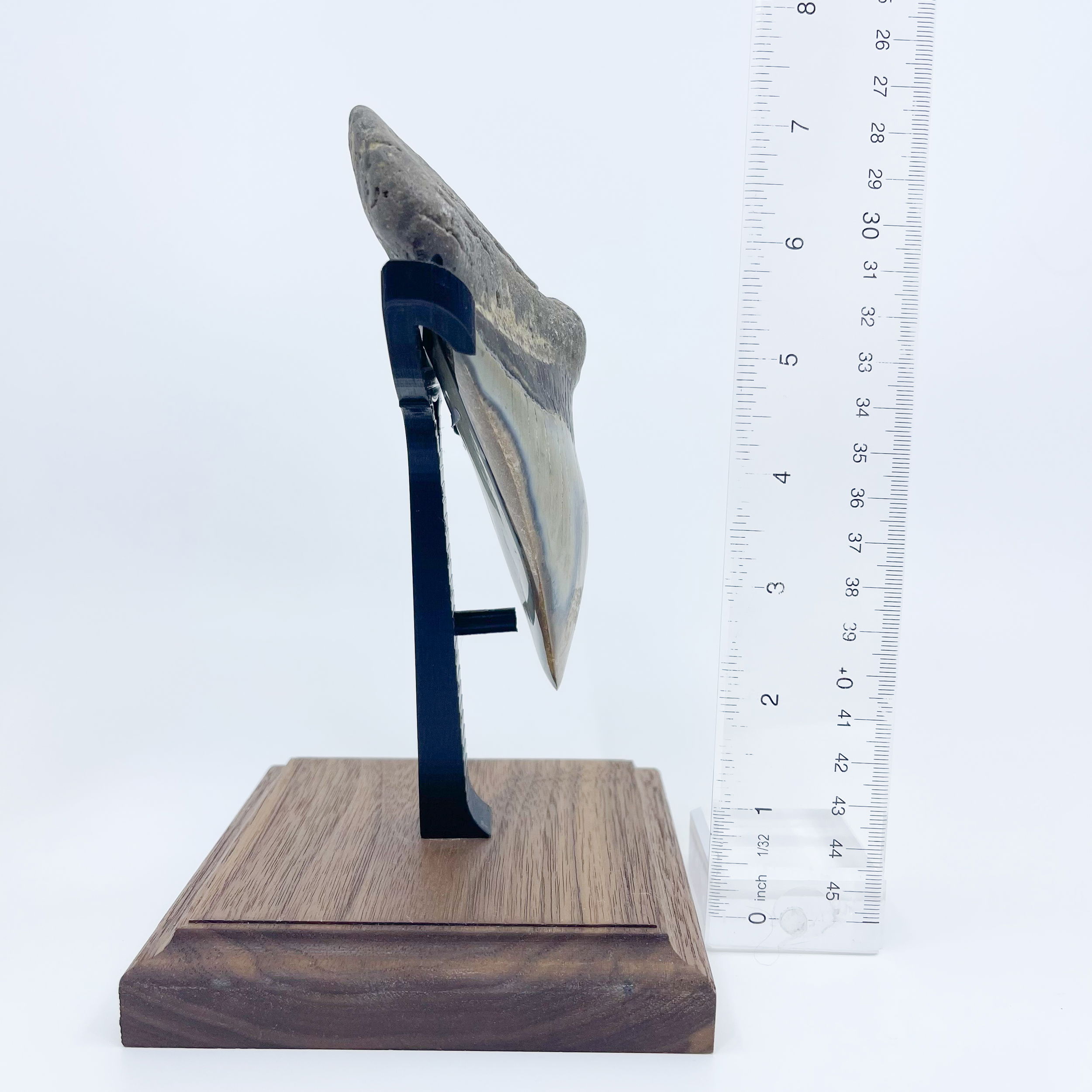 Megalodon tooth 5.5in