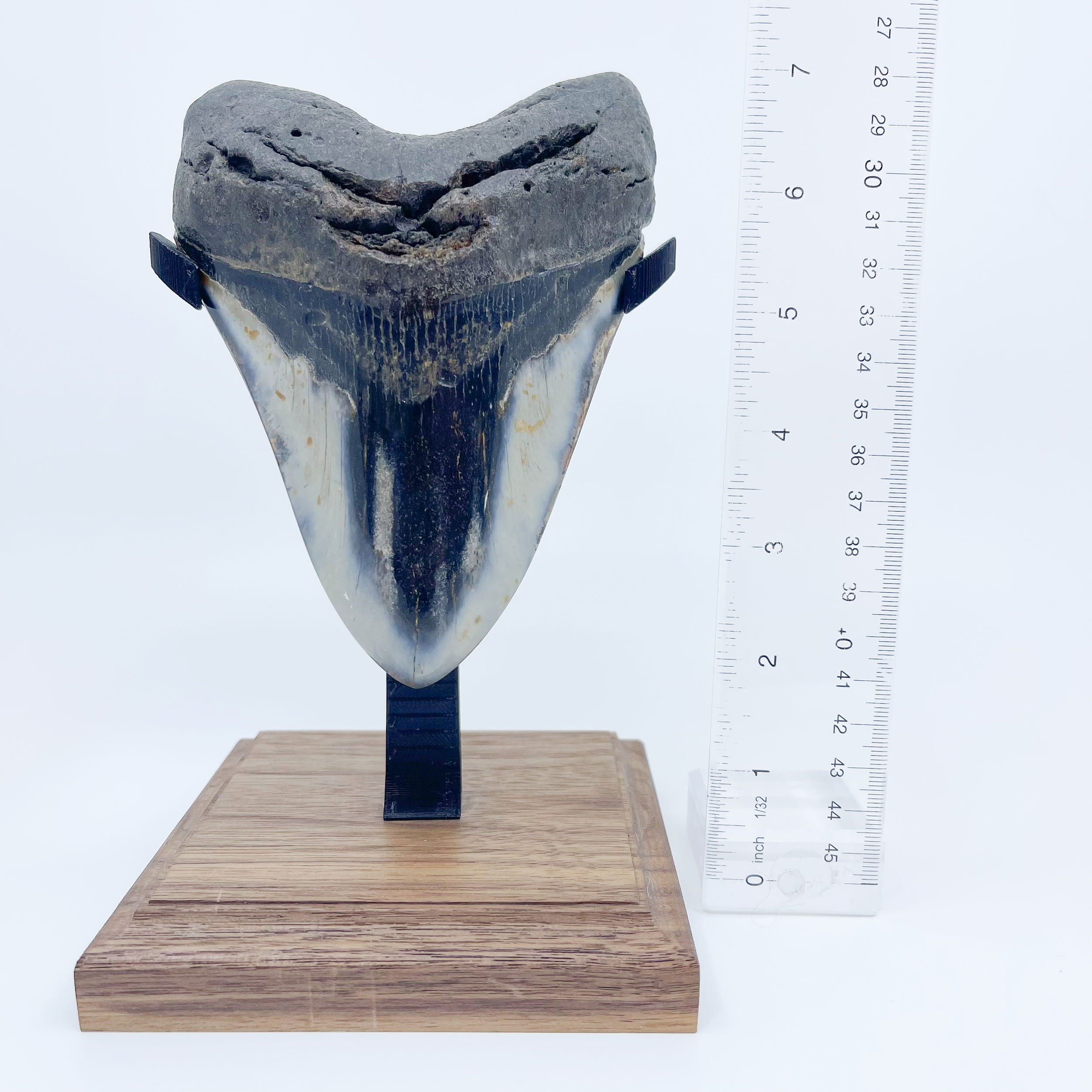 Megalodon tooth