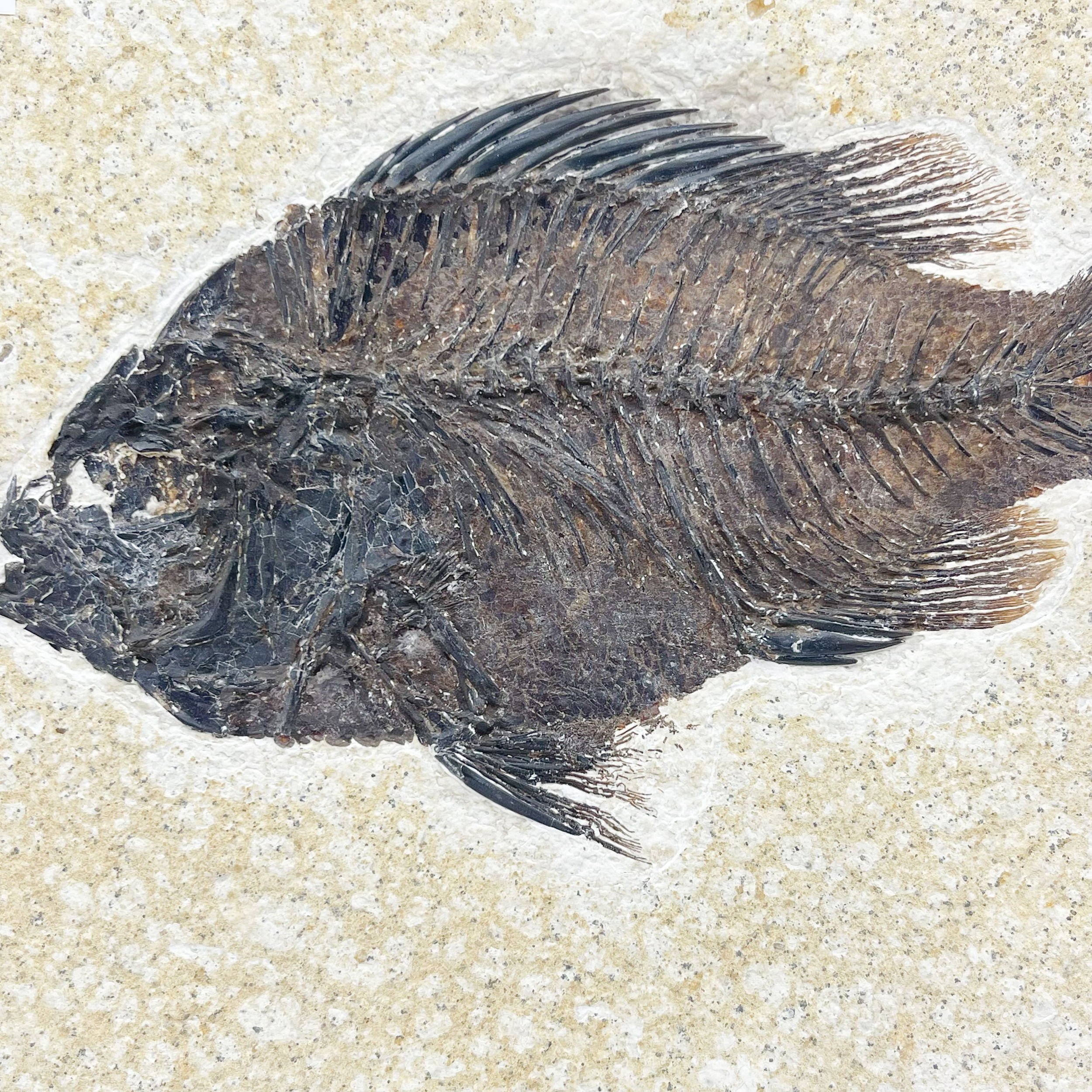 Wyoming Fish Fossil