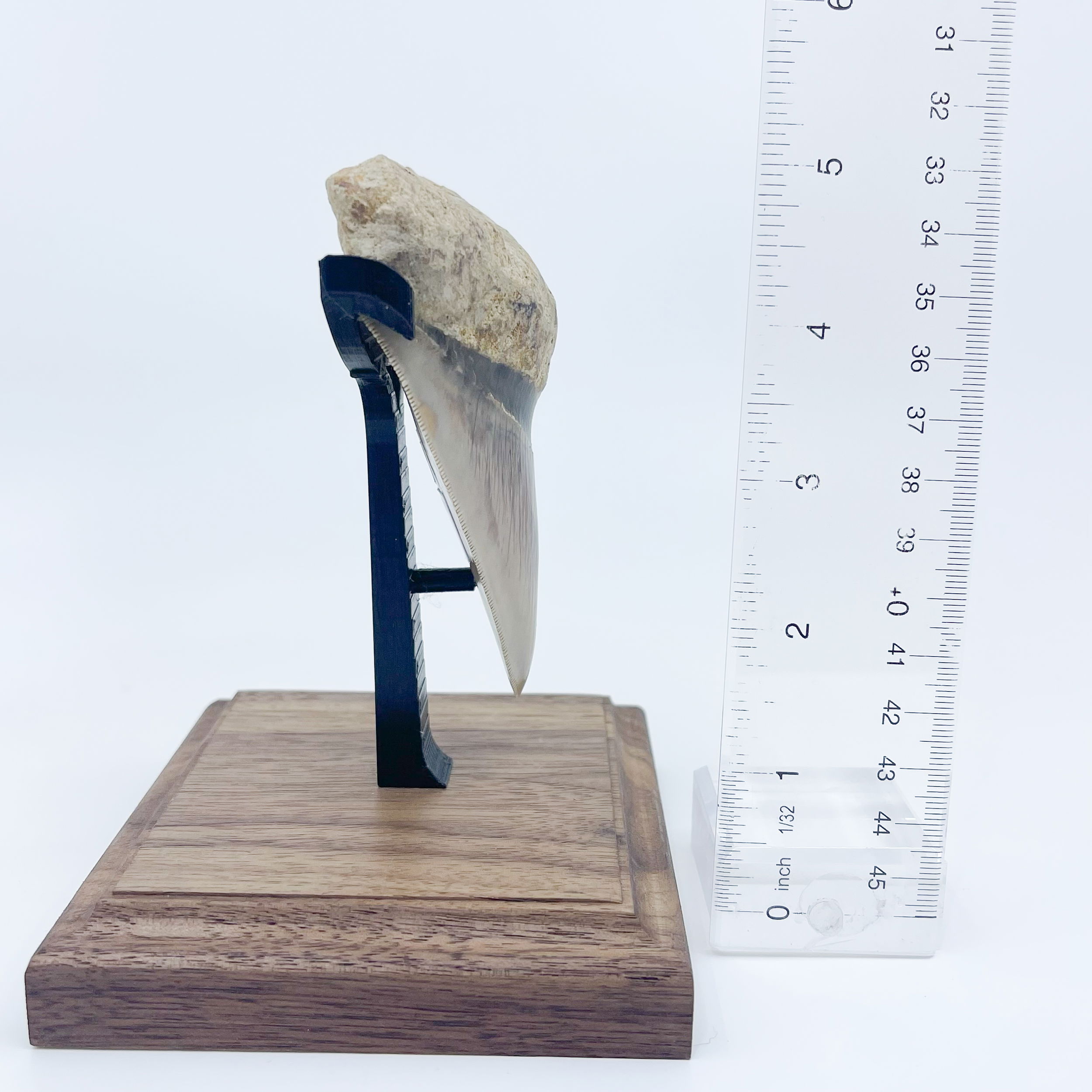 Megalodon from Indonesia