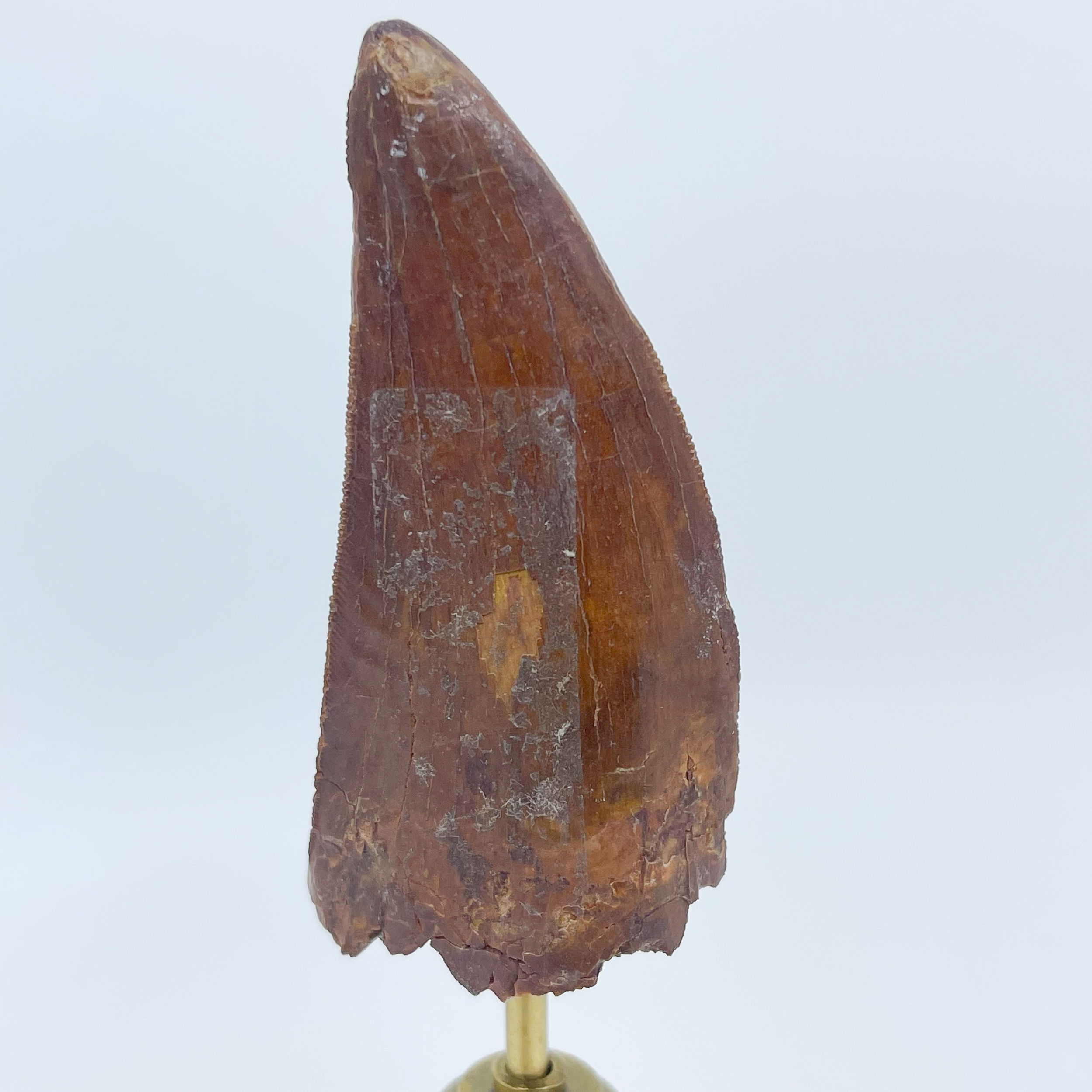 Morocco Spinosaurus Tooth