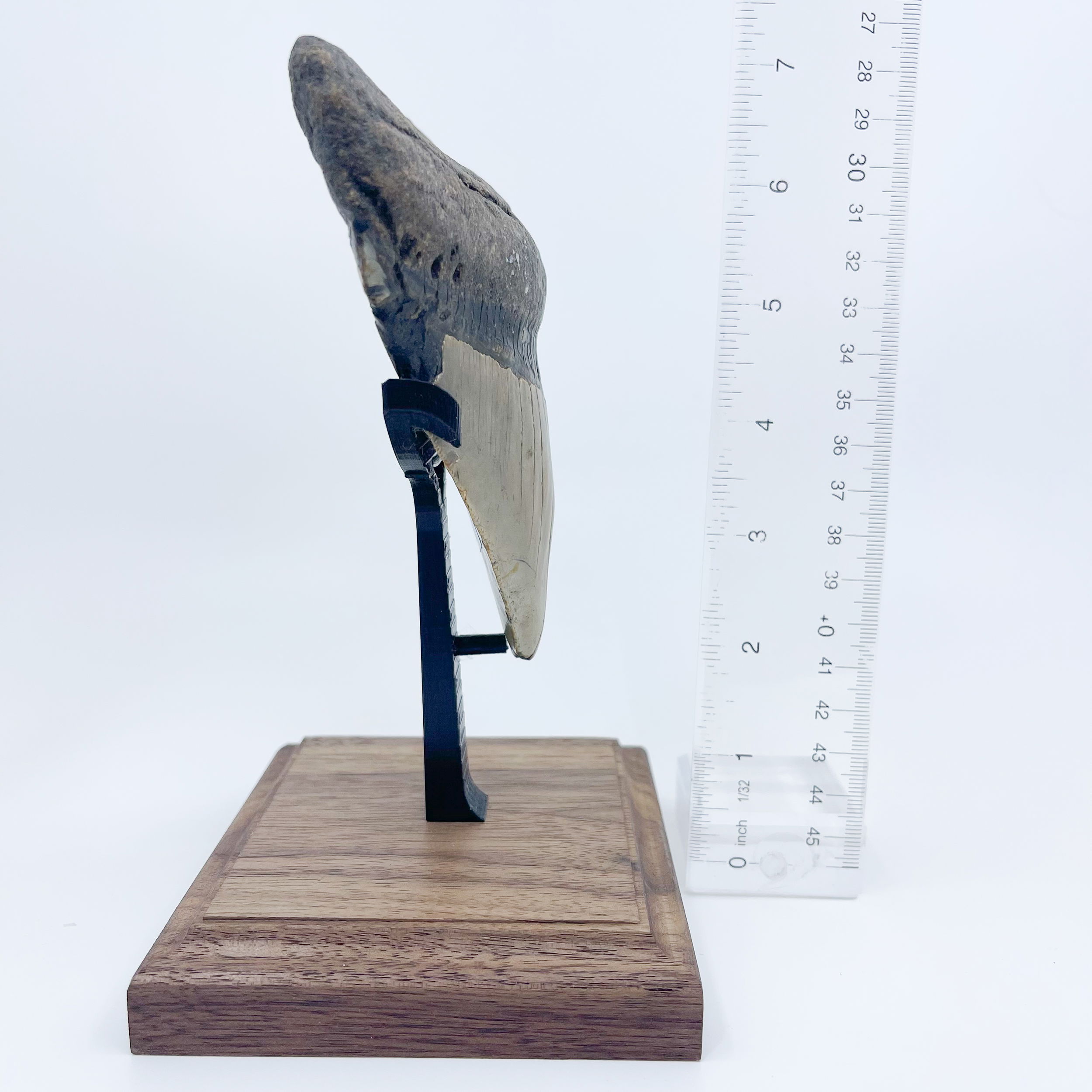 Megalodon tooth 5"