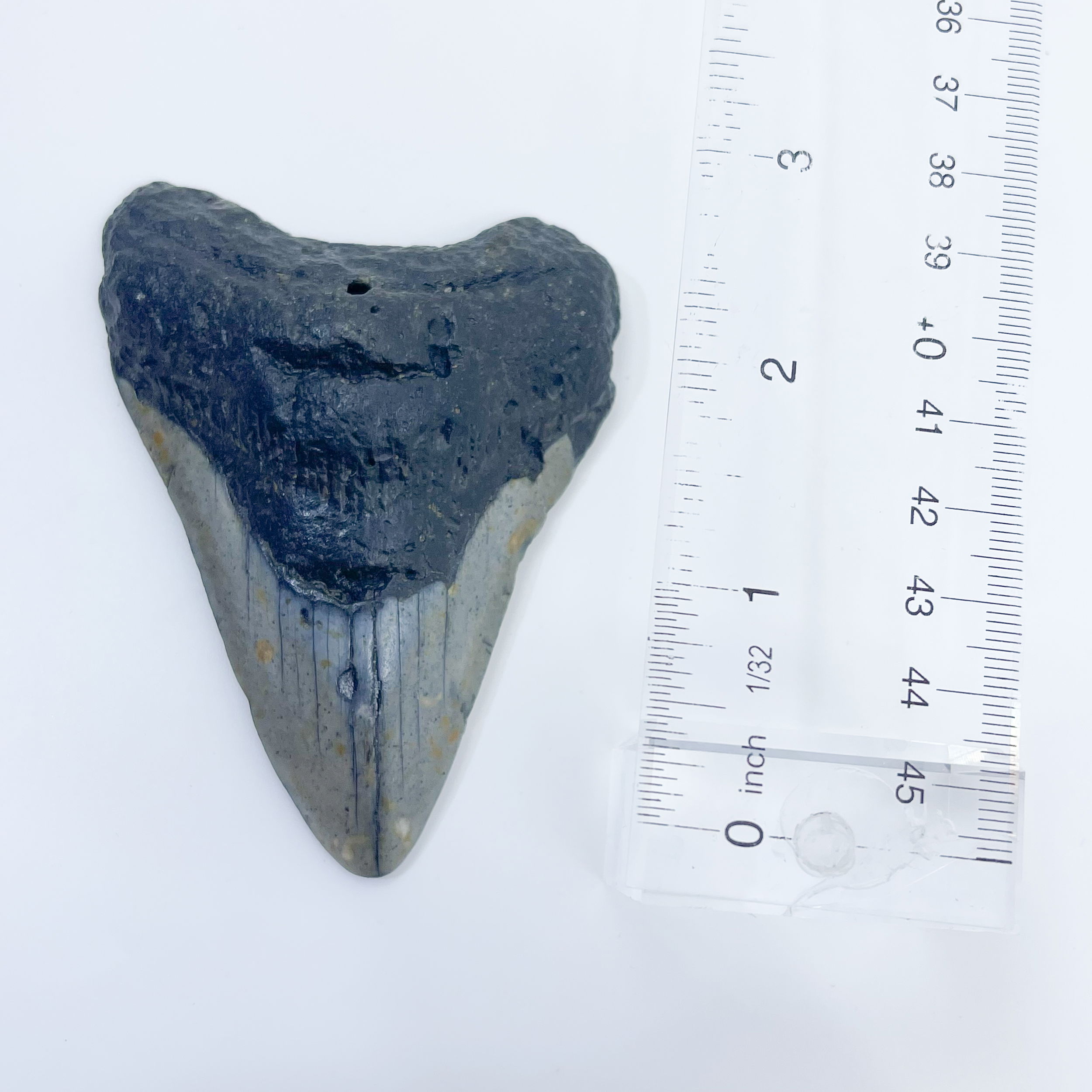 Megalodon Tooth