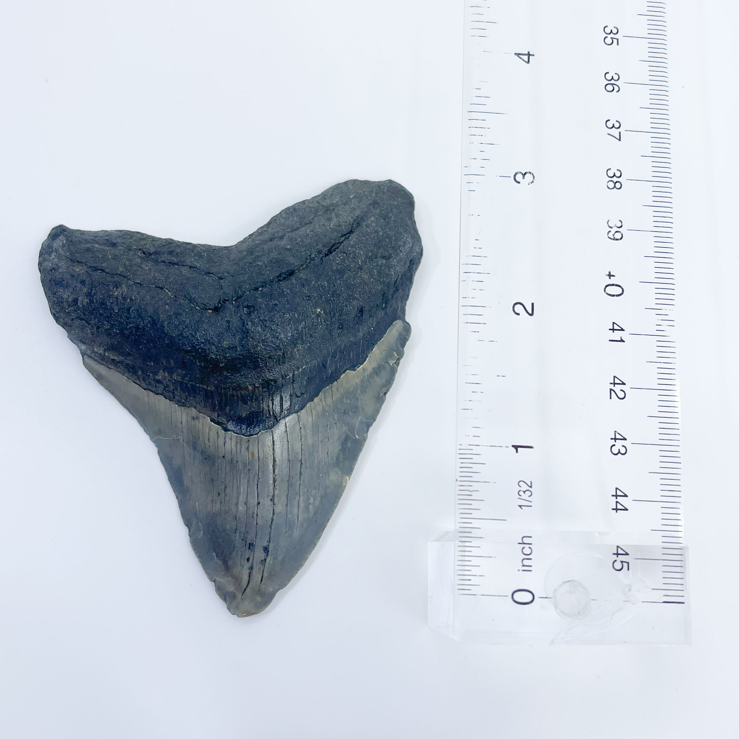 Megalodon tooth