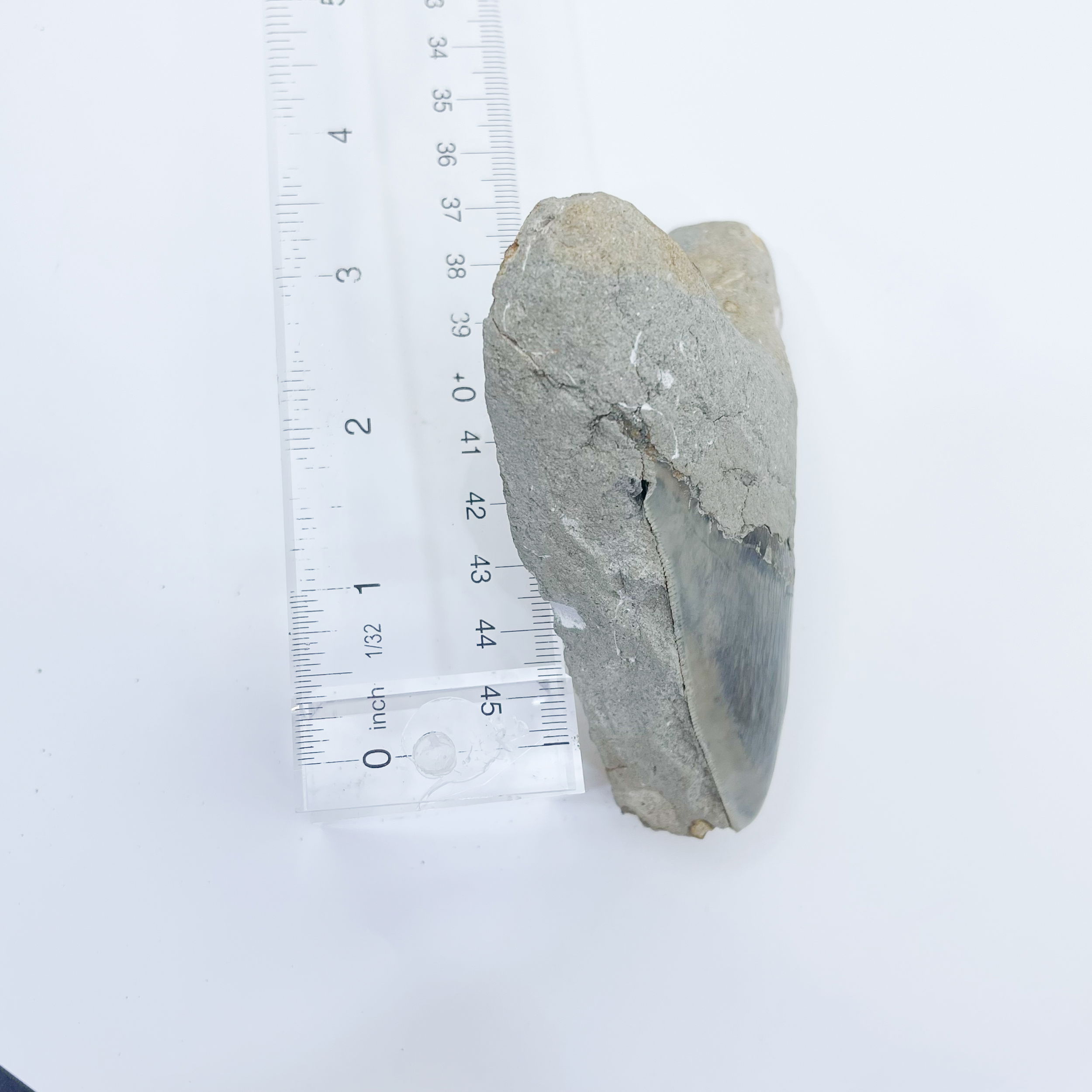 Indonesian Megalodon Tooth in Matrix
