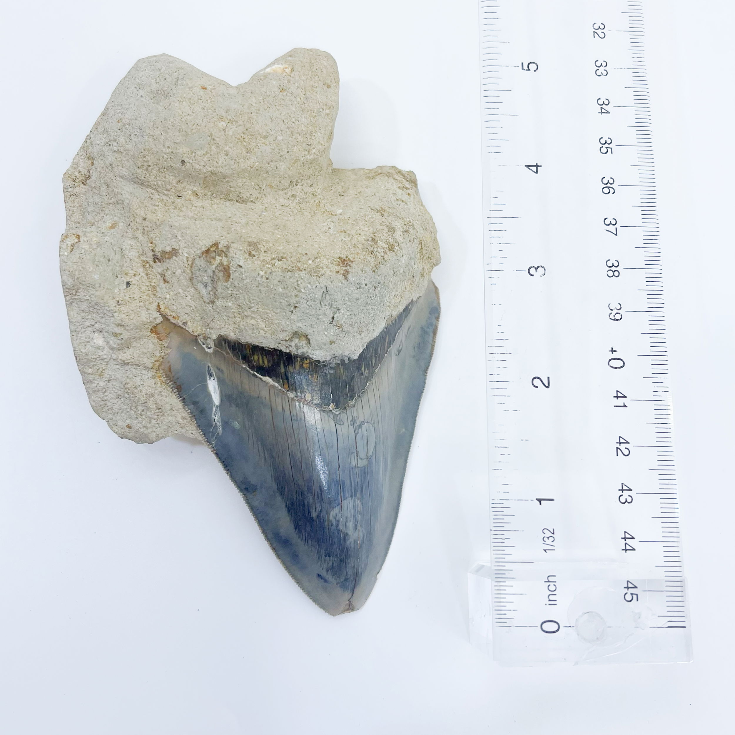 Megalodon Tooth from Indonesia in Matrix