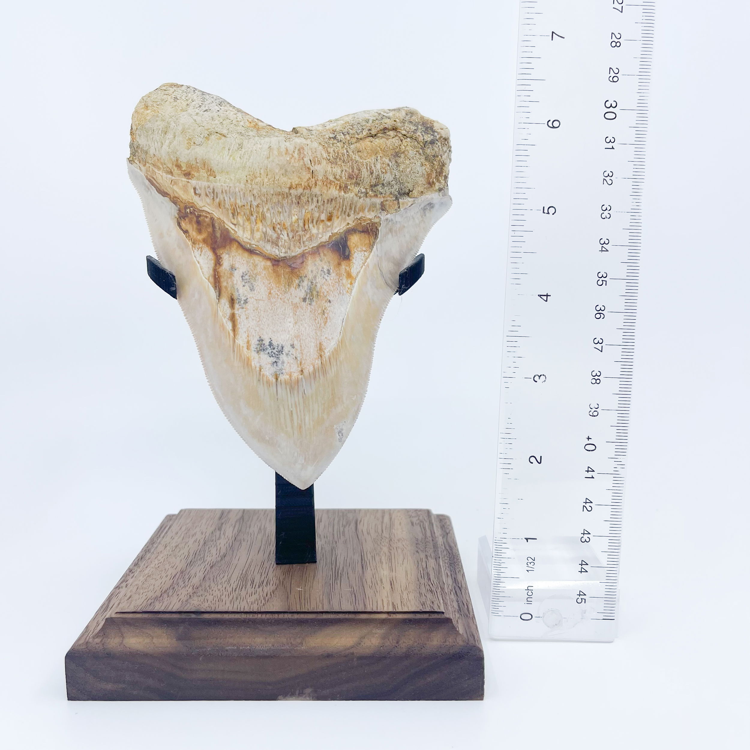 Indonesian megalodon tooth