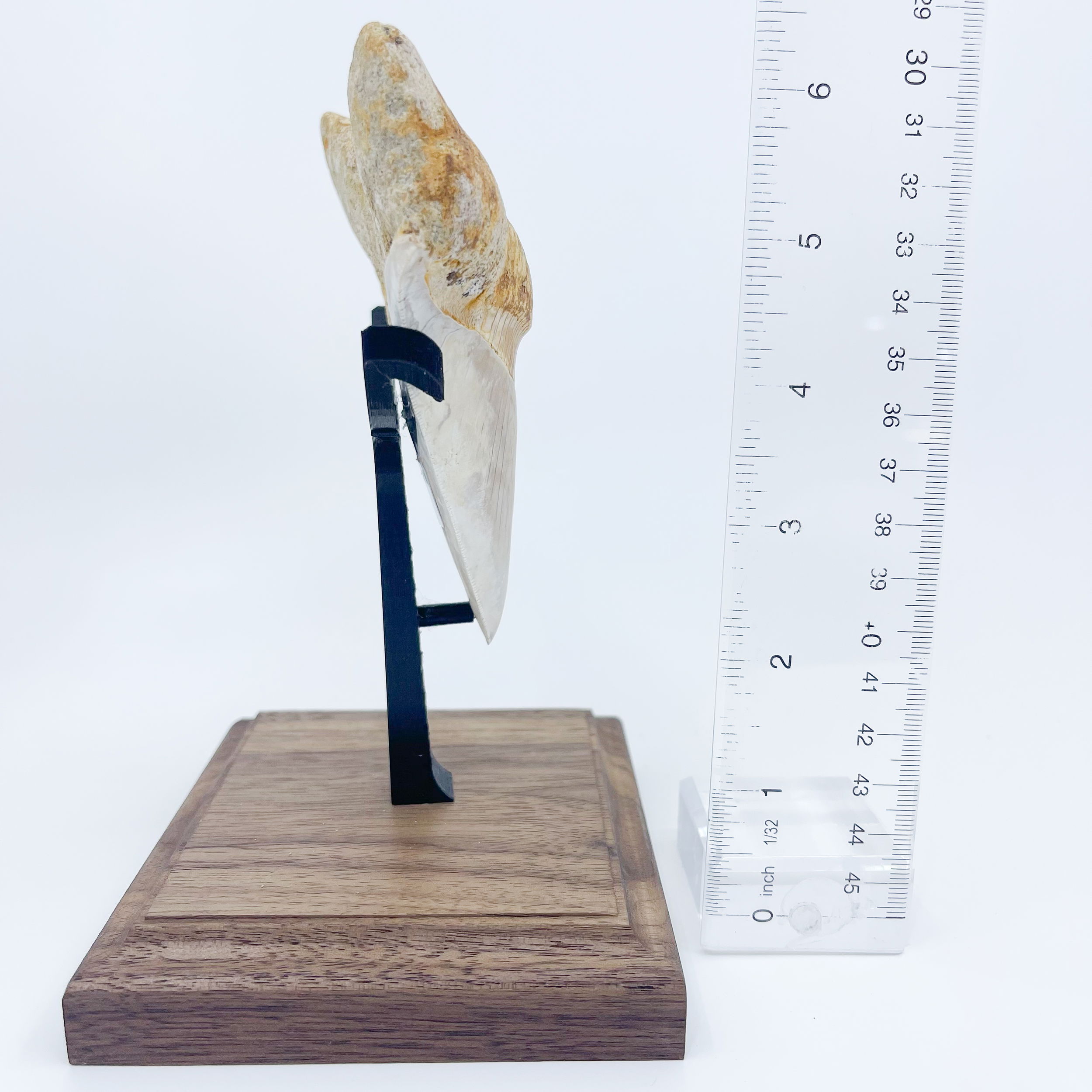 Megalodon tooth Indonesian