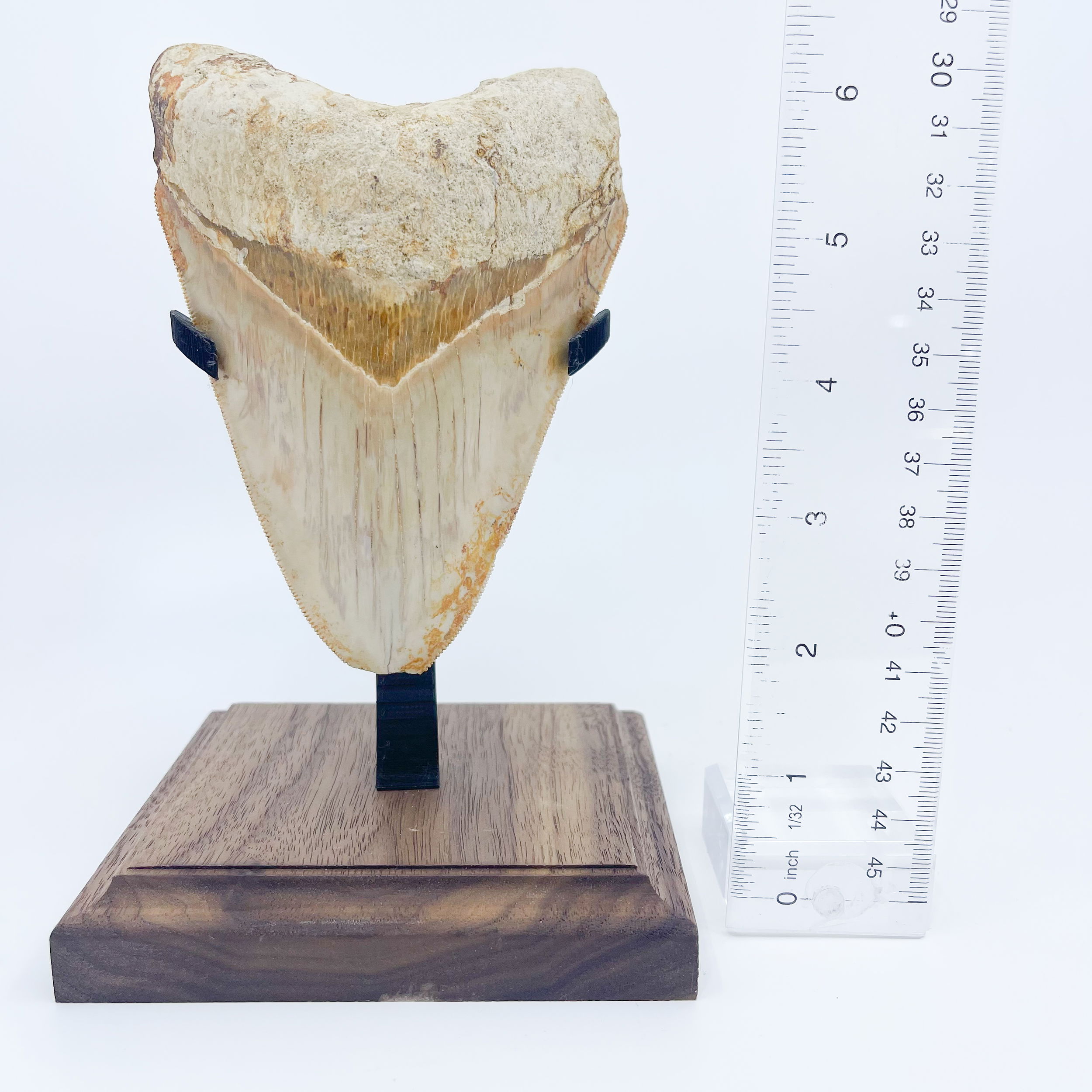 Megalodon tooth Indonesian