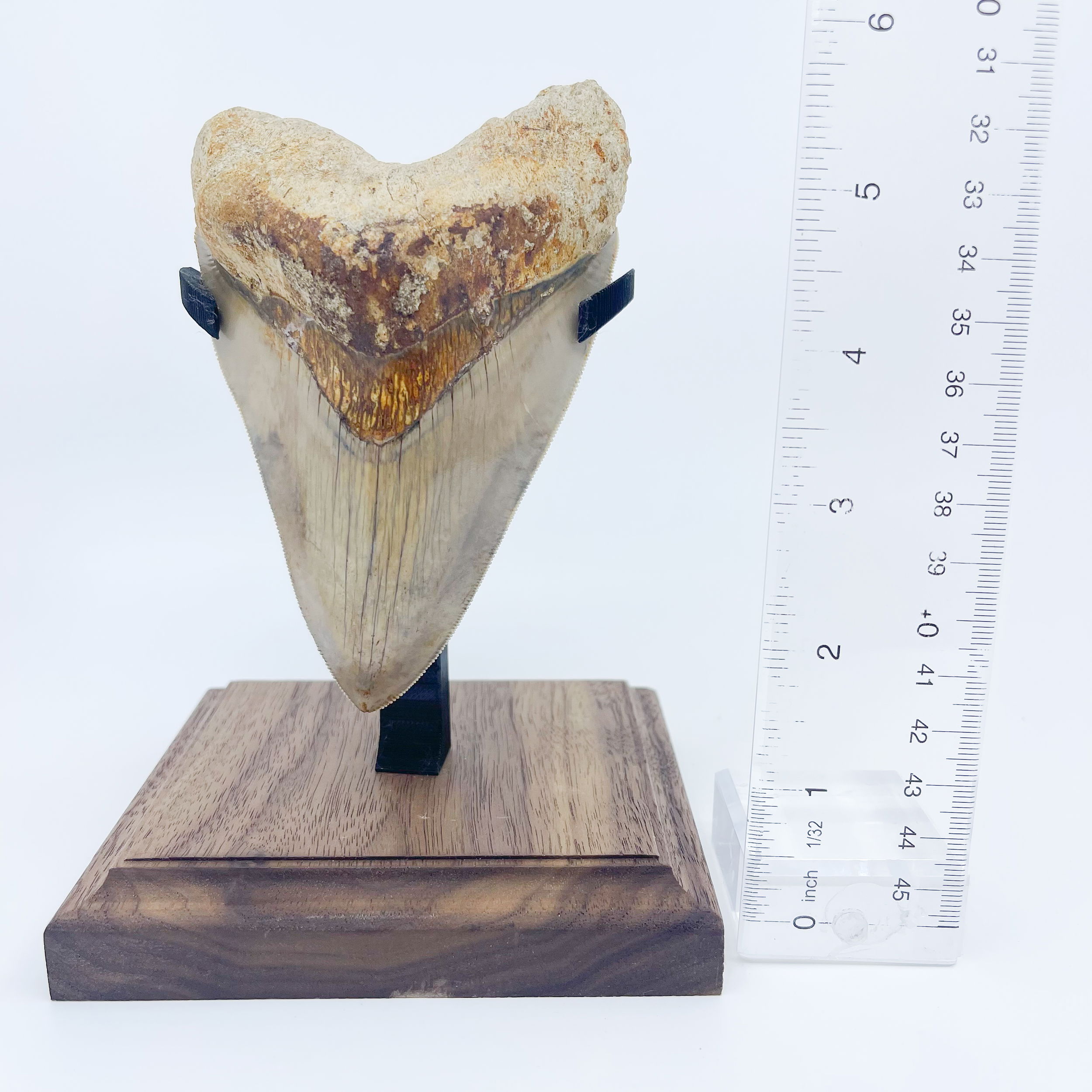 Megalodon tooth Indonesian