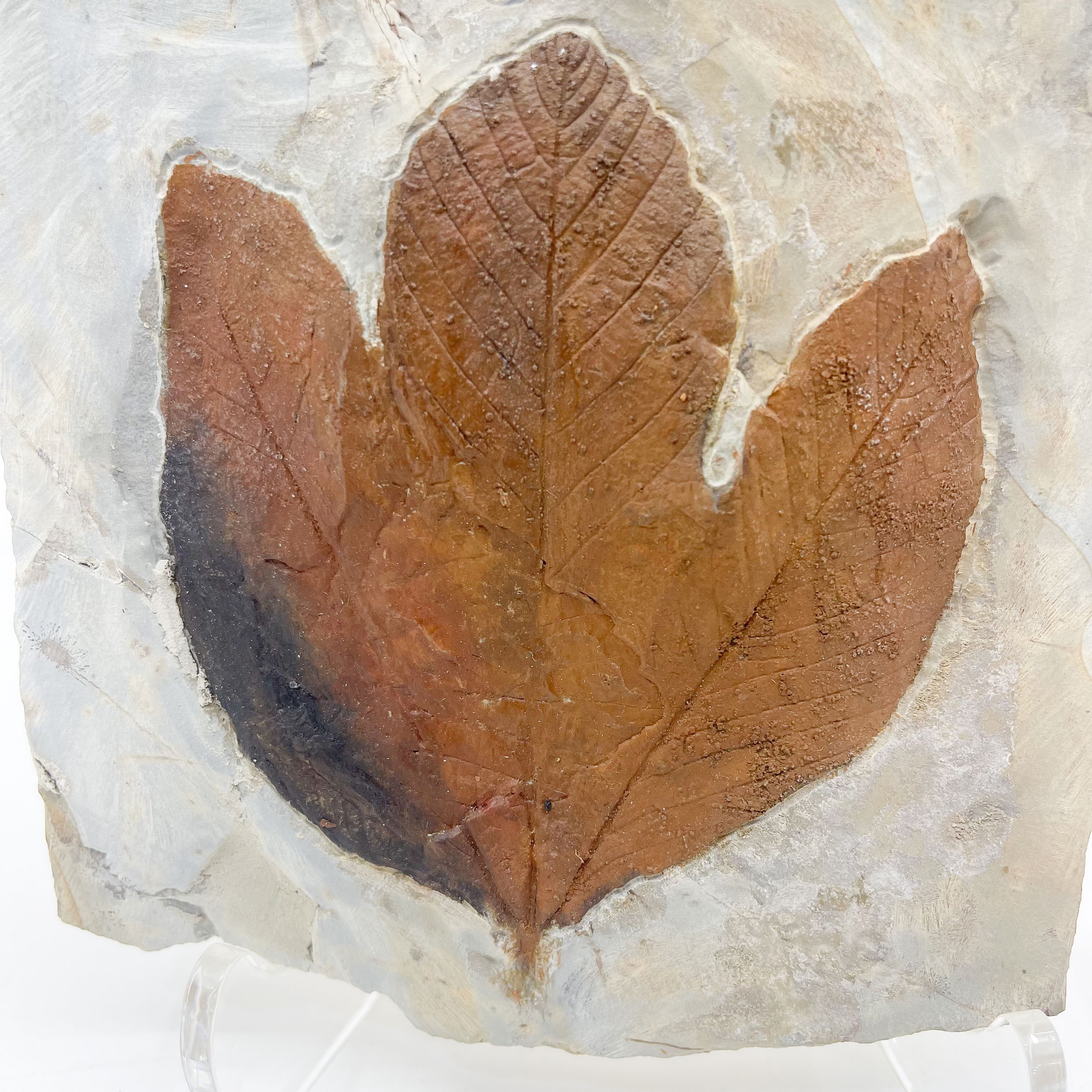 Fossilized Leaf