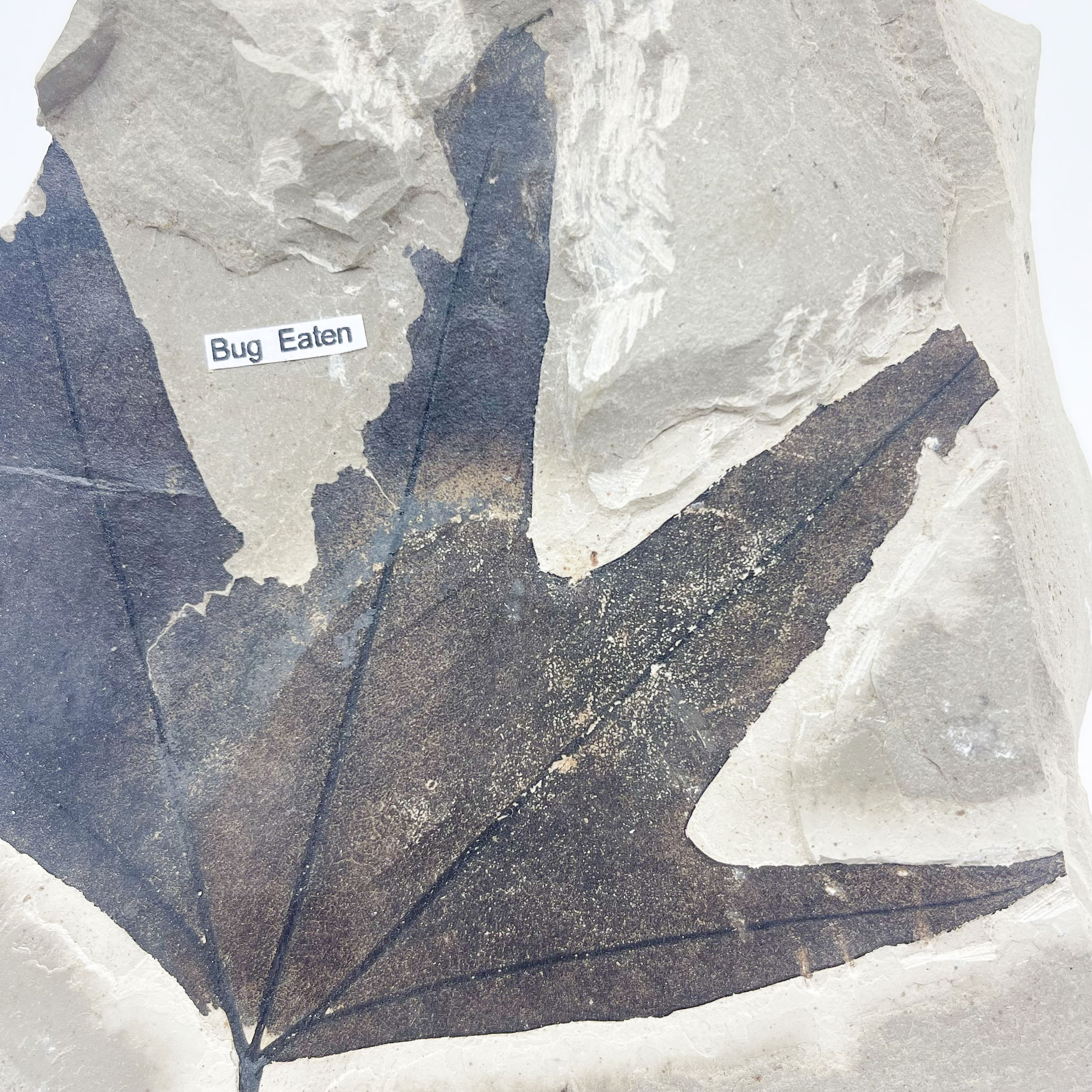 Fossilized Sycamore Leaf