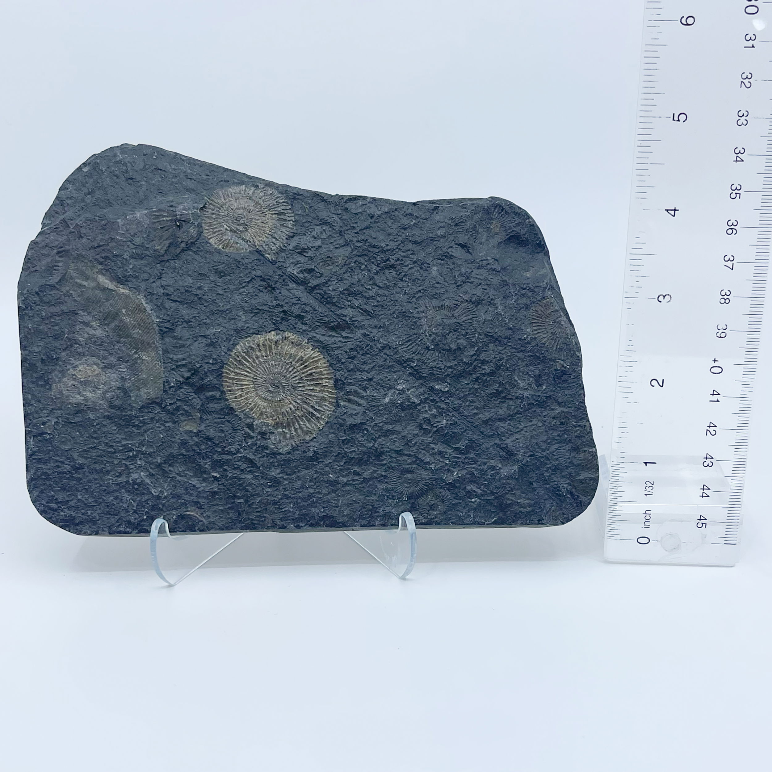 German Ammonite