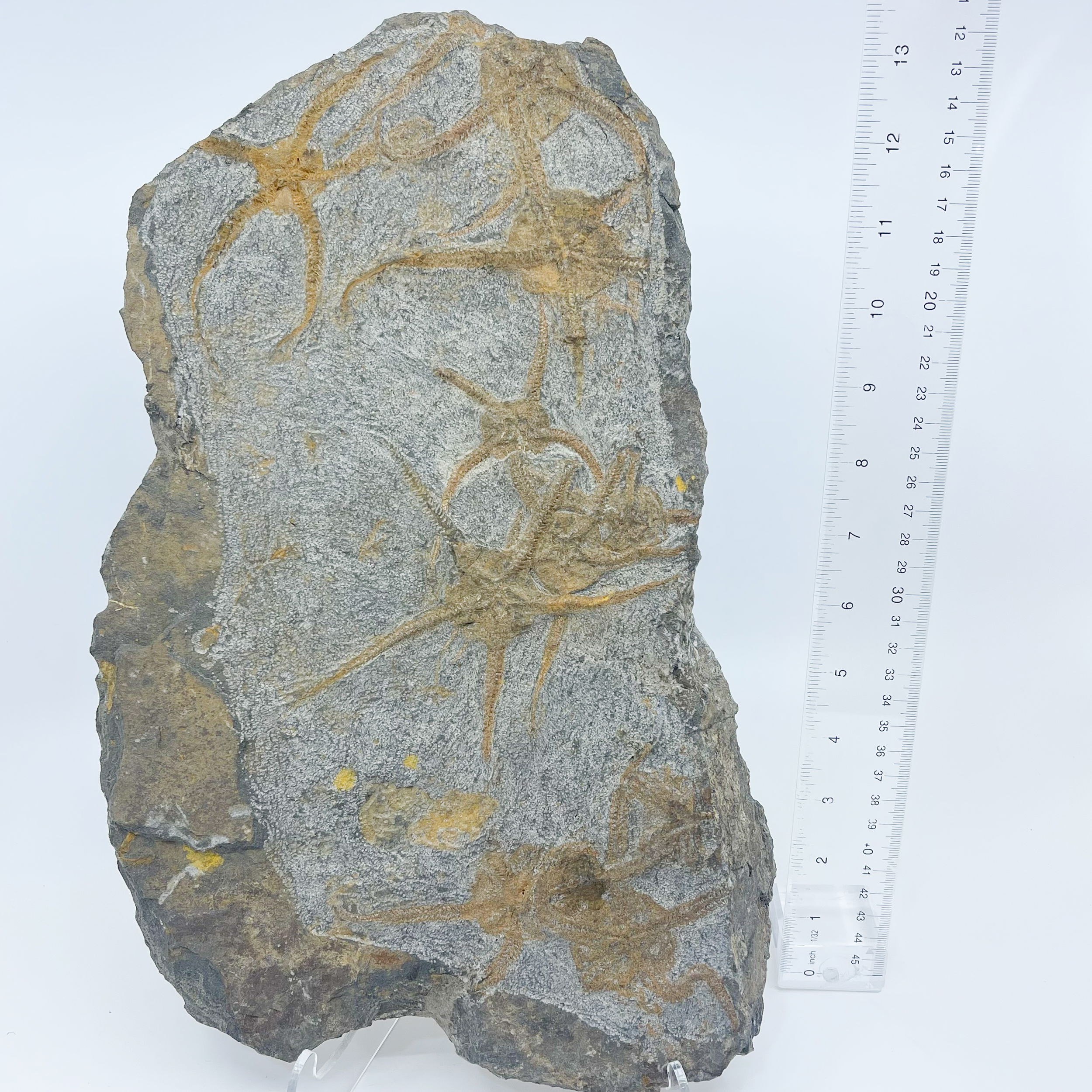 Moroccan Fossil Starfish