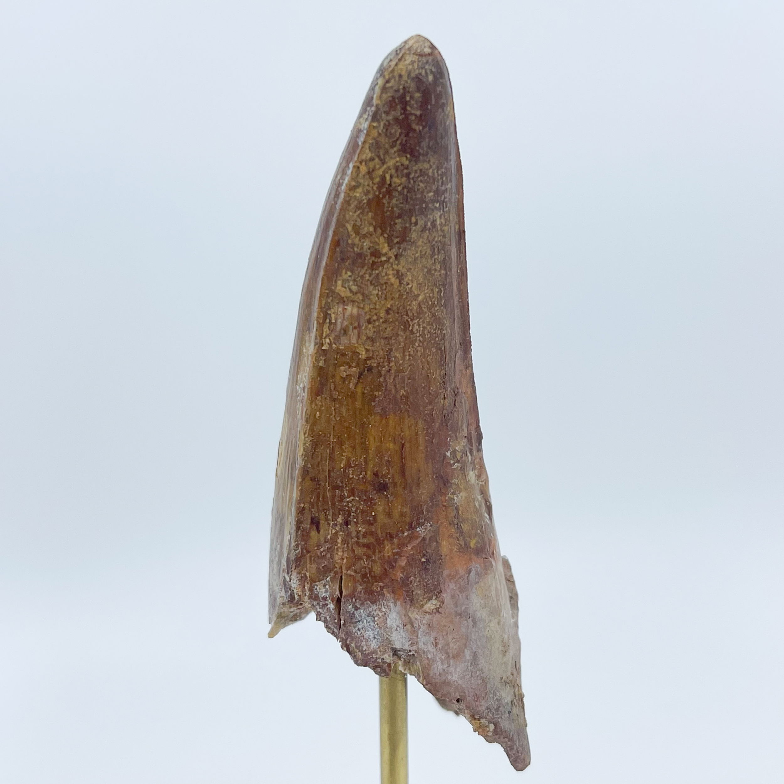 This Morocco Spinosaurus Tooth is a rare and unique find! This dinosaur fossil is a one-of-a-kind item that will add a special touch to your collection. The tooth measures approximately 3" long and features a distinct color, shape, and details of the creature. The tooth is roughly 180 million years old, making it a truly ancient relic. It is the perfect accessory for any paleontologist or someone who loves dinosaur fossils. Its unique shape and coloring make it a great addition to any collection and is sure to be a conversation starter. Add this rare find to your collection today! Morocco Spinosaurus Tooth