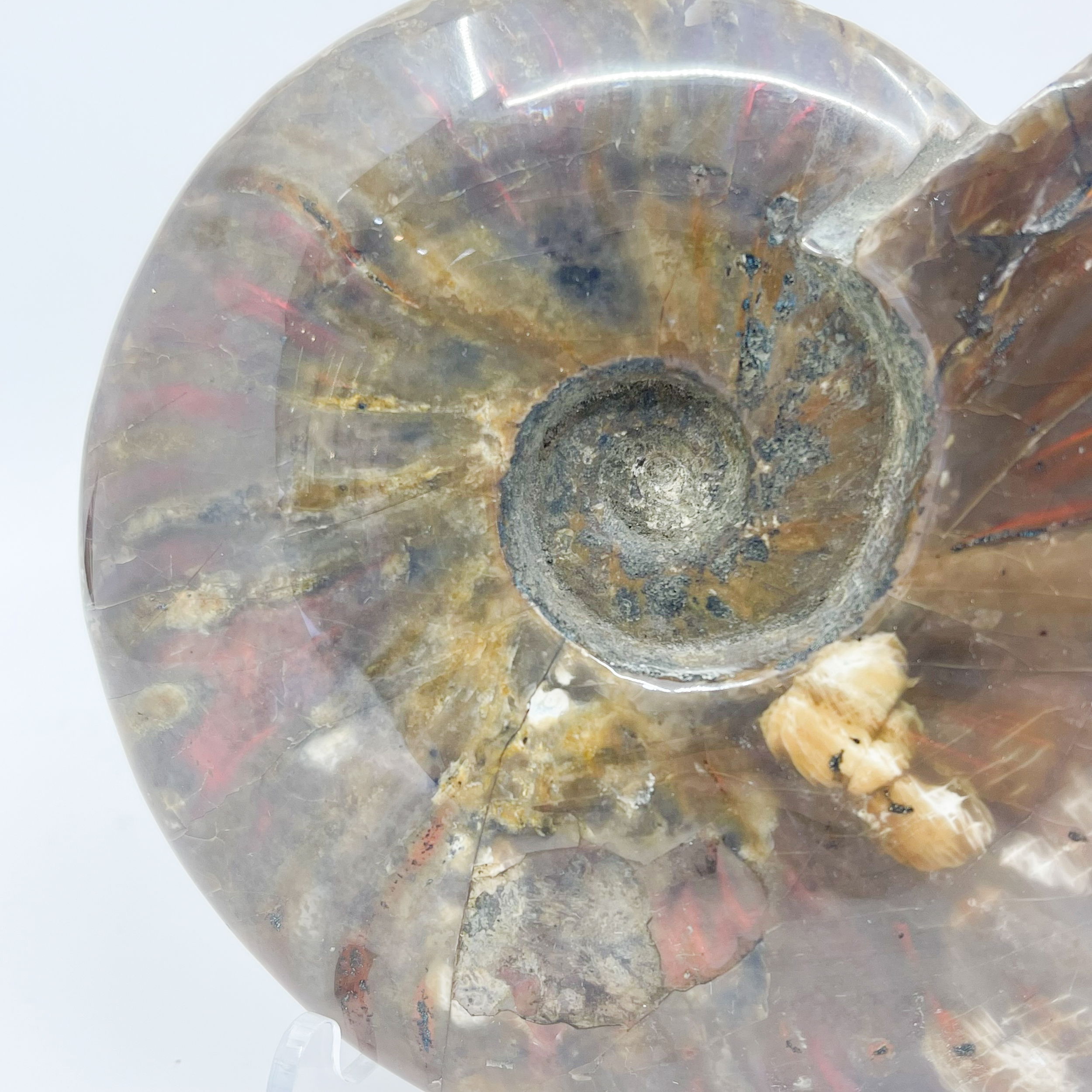 Madagascar Ammonite
